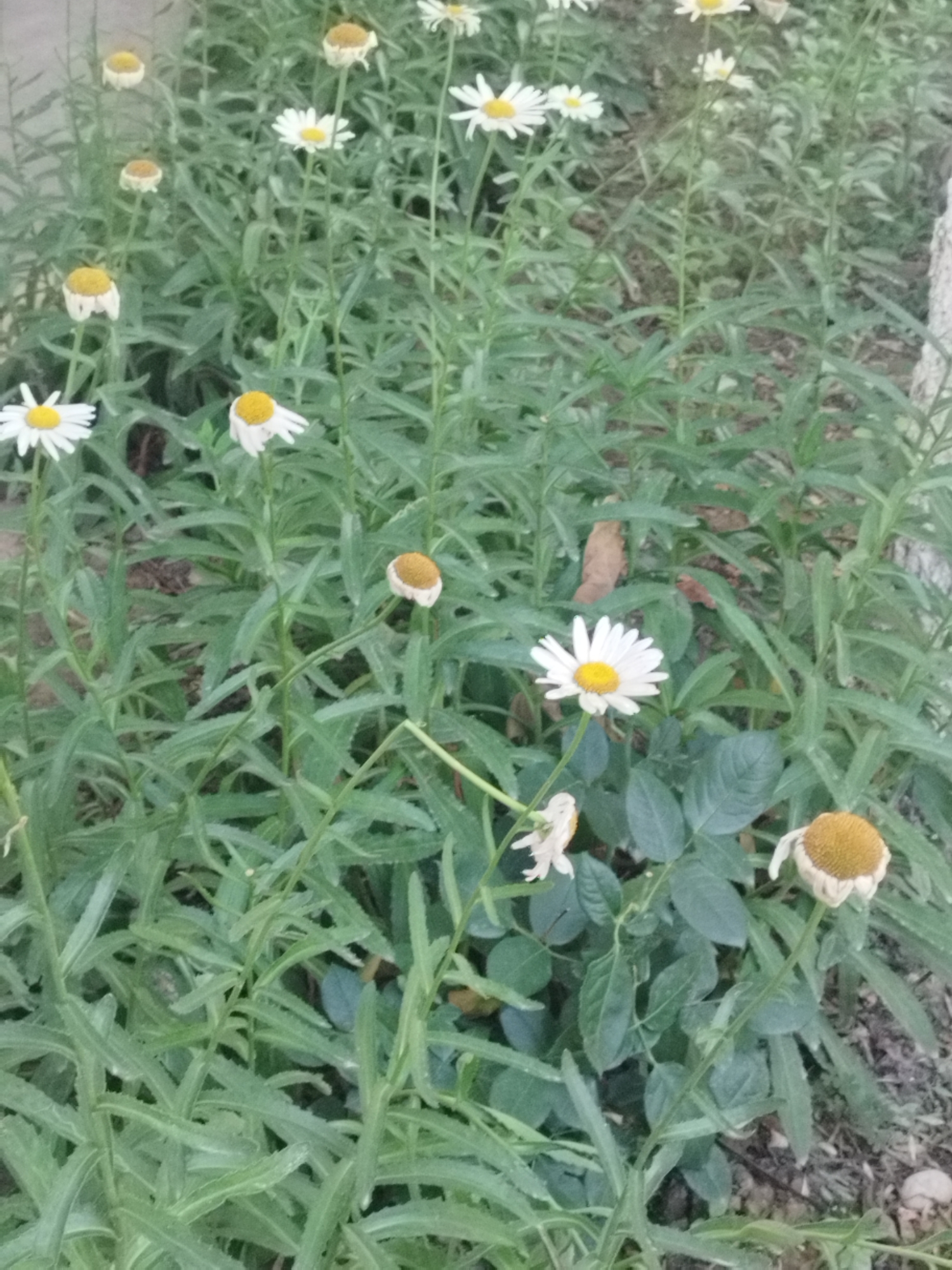 The image shows a close-up view of a patch of daisies with some wilting flowers. The daisies have white petals and yellow centers. The stems and leaves of the daisies are green and appear to be healthy, though some leaves are brown and dried. The background is blurred and consists of more greenery and some dry leaves on the ground. The lighting suggests it is daytime. The scene is generic and does not contain any specific identifiable landmarks or elements that would place it within Shymkent, Kazakhstan. There are no people or actions depicted in the image.