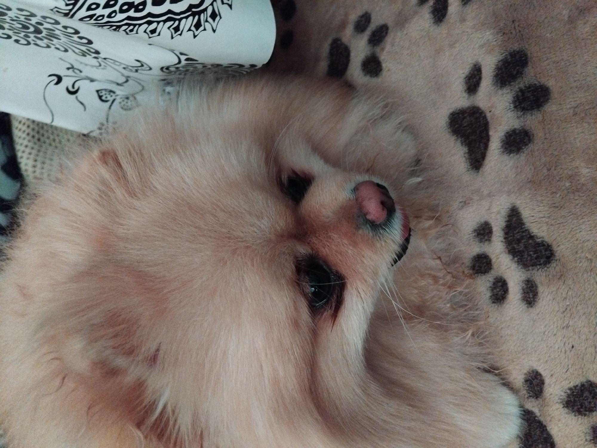 A close-up, eye-level shot shows a Pomeranian dog lying down. The dog has light orange fur and is positioned in the center of the frame. Its head is turned slightly to the right, and its eyes are dark and partially obscured by its fur. The dog's snout is pink, and its tongue is visible. The dog is lying on a light brown blanket with a pattern of dark paw prints. To the right of the dog, a white fabric with a black floral pattern is visible, partially obscuring the background. The lighting is dim, with a slight focus on the dog's face. The scene appears to be indoors. This image was taken in the city of Apriltsi, Bulgaria.