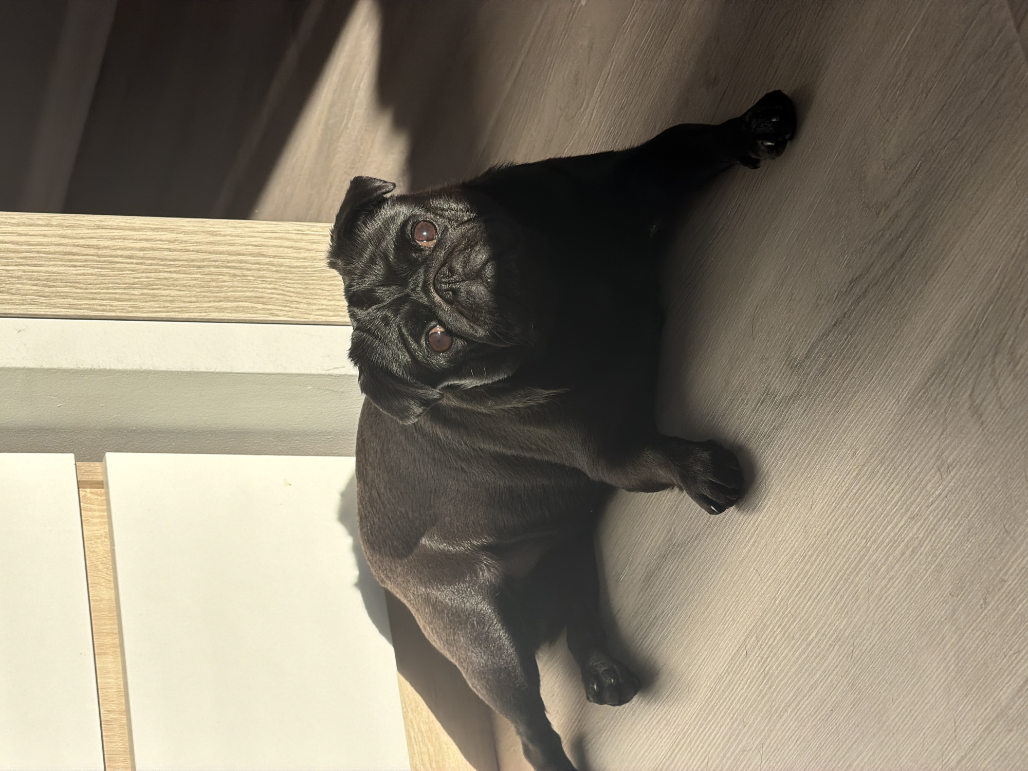 A black pug dog is lying on a light-colored wooden floor in a sunlit room. The dog is facing the camera with its head slightly tilted. Strong sunlight casts shadows on the floor and the dog's body. To the left of the dog is a portion of a white cabinet with a light wood accent strip. To the right, a wooden doorframe casts a shadow across the floor. The scene is consistent with an indoor environment in a residential setting.