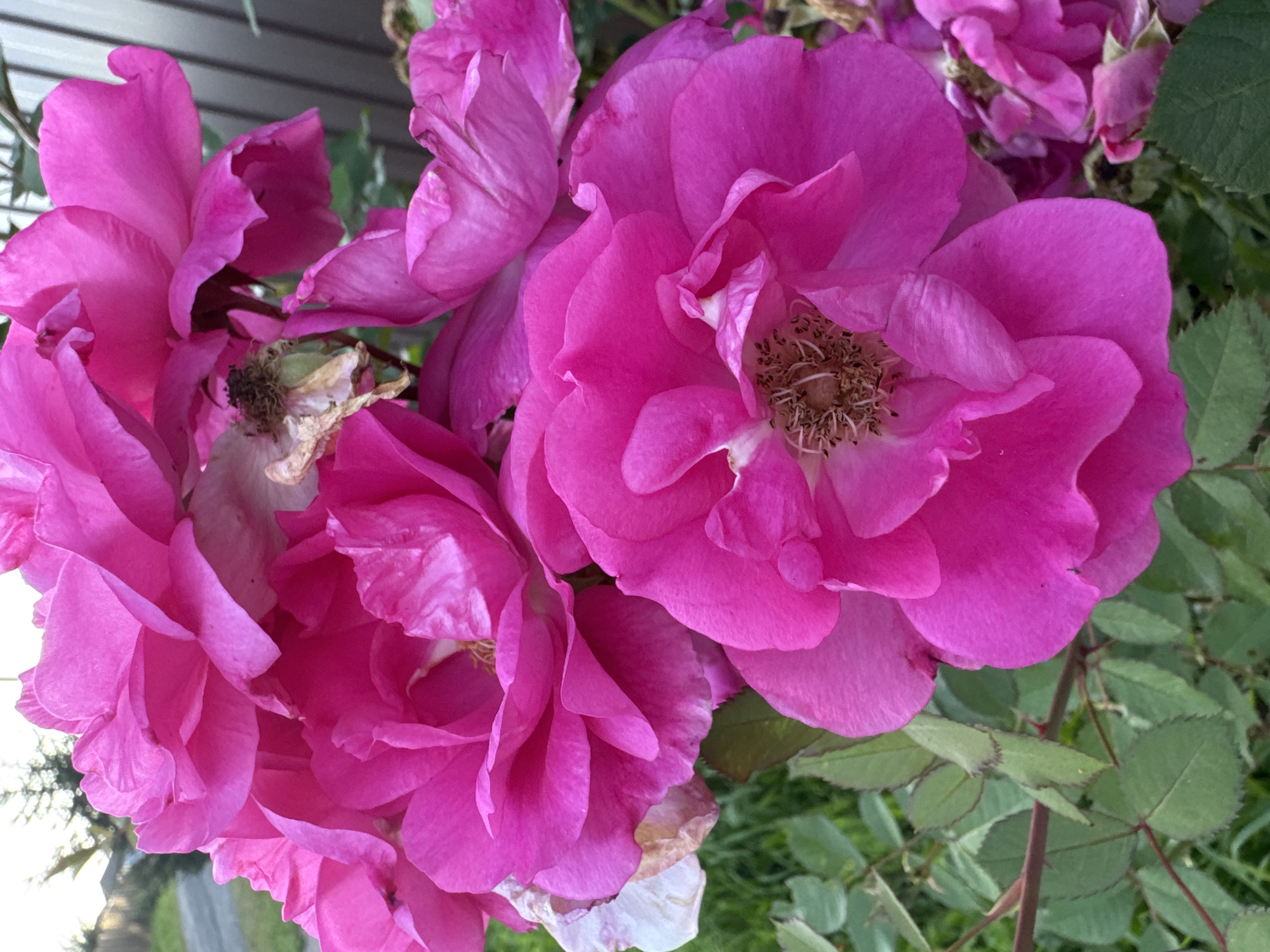A close-up, slightly elevated, vertical medium shot captures a cluster of vibrant pink roses in a garden setting. The flowers are the dominant subject, with multiple blooms in various stages of opening, their petals a rich, saturated fuchsia. Some petals are ruffled and delicate, while others are slightly wilted and browning at the edges, revealing the dried stamens at their centers. The background is softly blurred, showing green foliage from the rose bushes and hints of a pathway and a fence. The scene is likely located in a residential area of Steklyannyi, Russia, suggested by the presence of typical suburban garden elements. There are no people or animals visible in the frame. The lighting appears to be natural daylight, illuminating the textures and colors of the rose petals.