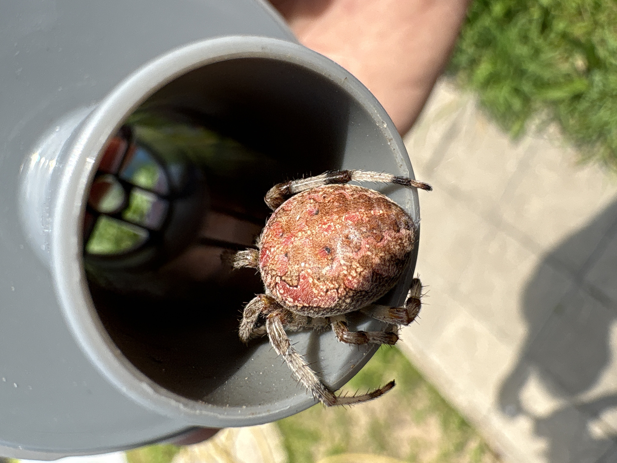 A large, orb-weaver spider with a reddish-brown, patterned abdomen and hairy legs is positioned inside the opening of a gray, plastic pipe. The pipe is held by an unseen person, and the spider is facing the viewer. The background is blurred, showing hints of green grass, a concrete path, and a colorful, possibly abstract reflection in the depths of the pipe. The overall scene suggests an outdoor setting, likely in a yard or garden.