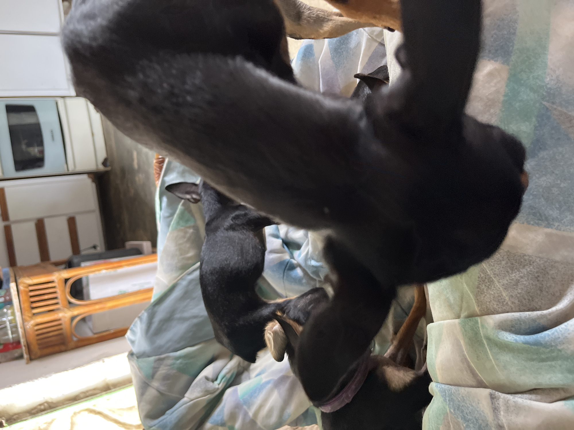 The media file shows a close-up view of a domestic setting, possibly a home in Juan Griego, Venezuela. The primary subjects are two dogs, one larger and predominantly black, and a smaller black and tan dog. The dogs appear to be interacting, with the smaller dog nestled between the legs of the larger one. Their fur is dark, with some lighter brown markings visible on the smaller dog's ears and legs.
The scene is set indoors, on what appears to be a bed or a comfortable surface covered with a patterned blanket. The blanket has stripes of blue, white, and light green, creating a soft, textured background. In the background, slightly out of focus, are household objects. To the left, there is a white cabinet or appliance with drawers or doors. Below this, a piece of furniture made of light-colored wood with slatted sections is visible, possibly a shelf or a decorative item. A bottle is also visible on the far left.
The lighting suggests it is daytime, with natural light entering the space, casting a bright illumination on the lower part of the image. There are no clear indications of weather conditions. The overall impression is one of a peaceful, domestic moment, with the dogs in a relaxed state. The emotion conveyed is one of comfort and companionship. No visible text is present in the image.