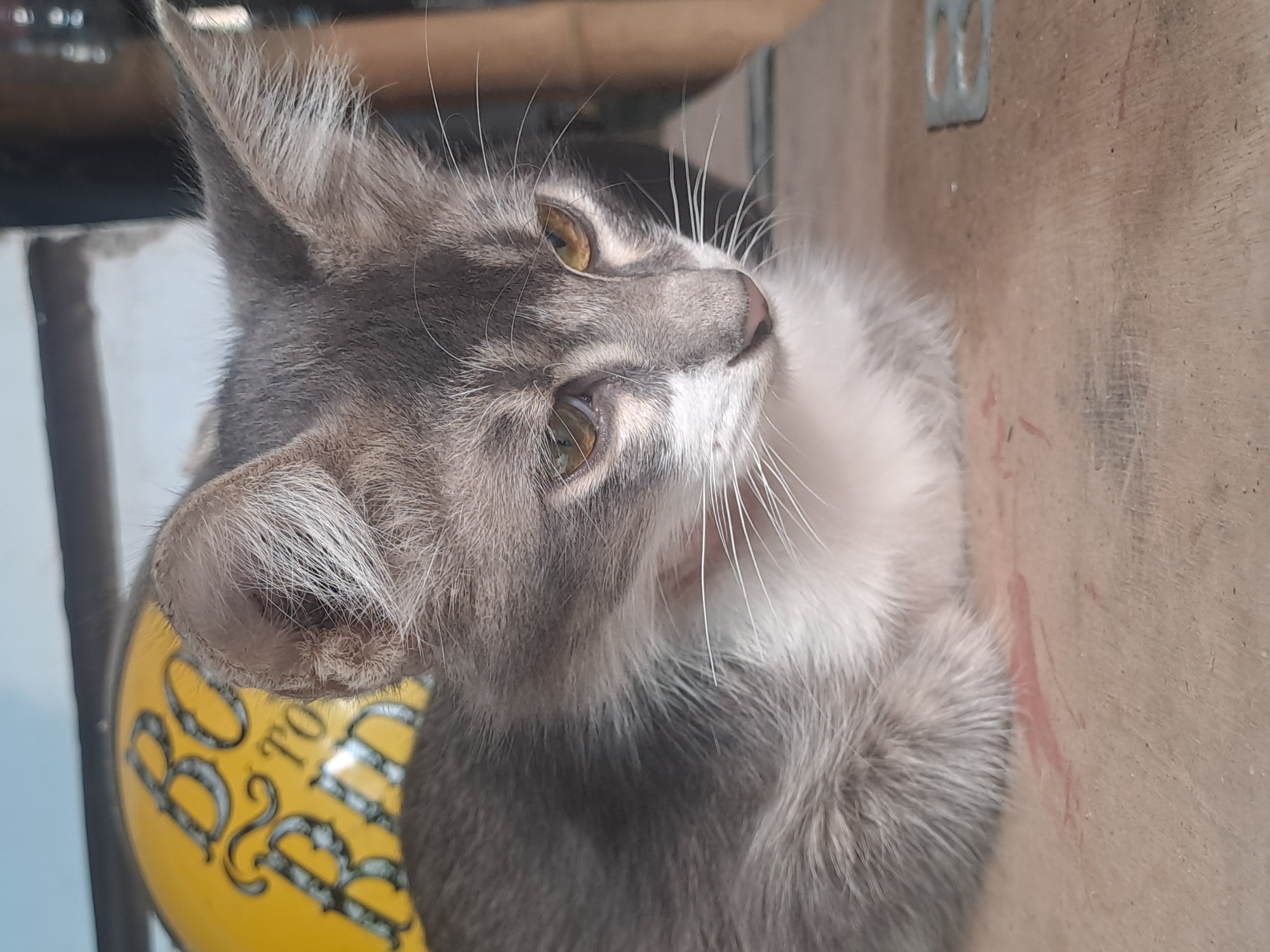 A grey and white kitten with large ears is sitting on a wooden surface. Behind the kitten, a yellow object with black lettering is visible. The background is out of focus, showing light blue and dark brown elements, suggesting an indoor or partially covered outdoor environment. The kitten's gaze is directed downwards. There are smudges of reddish-pink on the wooden surface near the kitten's chest. There is no indication of human presence or interaction. The scene appears to be in an unspecified location within Sumberejo, Indonesia.