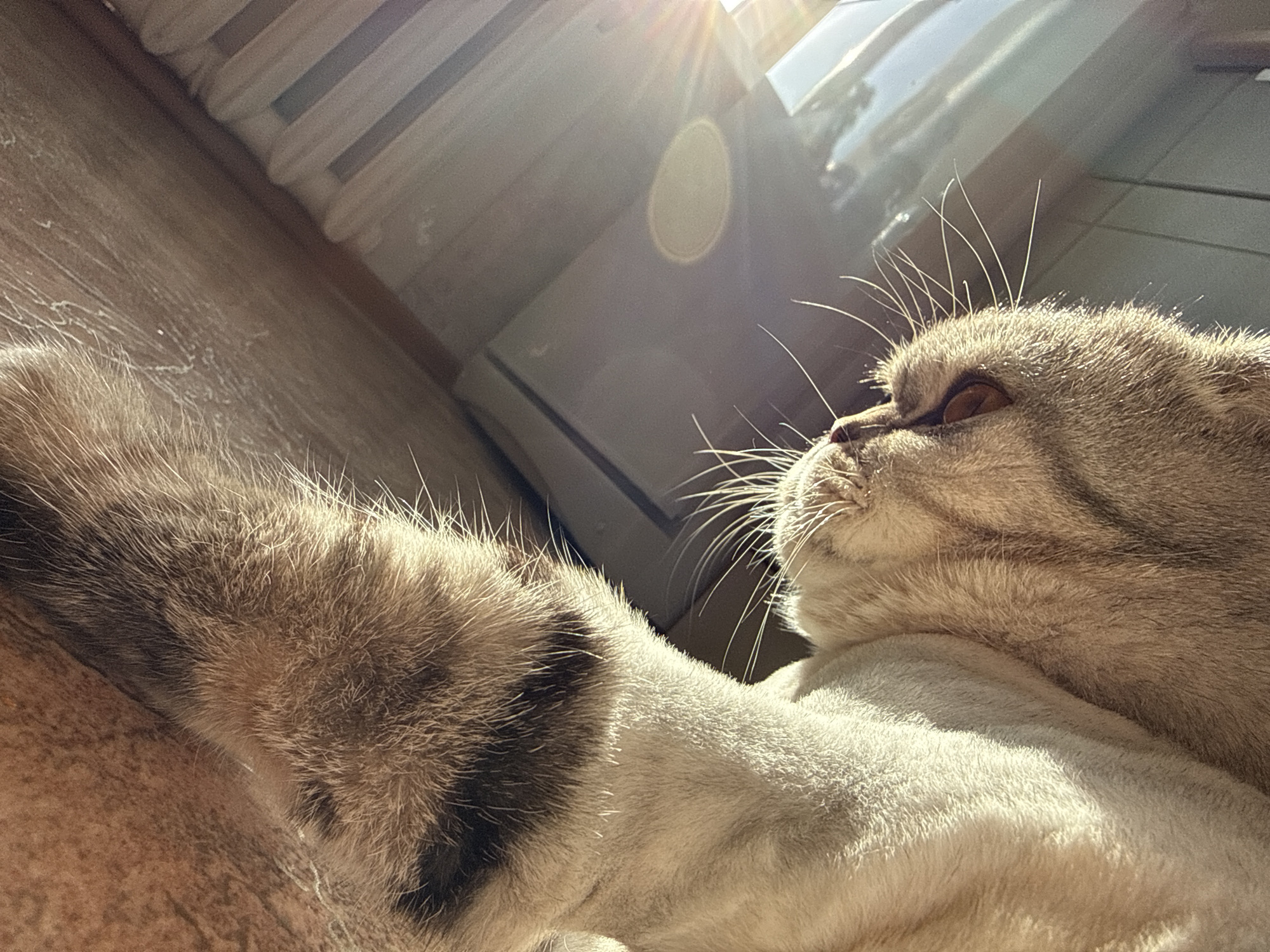A close-up shot captures a light brown and grey cat, with a discernible paw reaching towards the left side of the frame. The cat's head is positioned on the right, showcasing its whiskers and a closed eye. Light enters from above, creating a bright, sunlit atmosphere. The background includes a radiator. The location is not identifiable from the provided image.