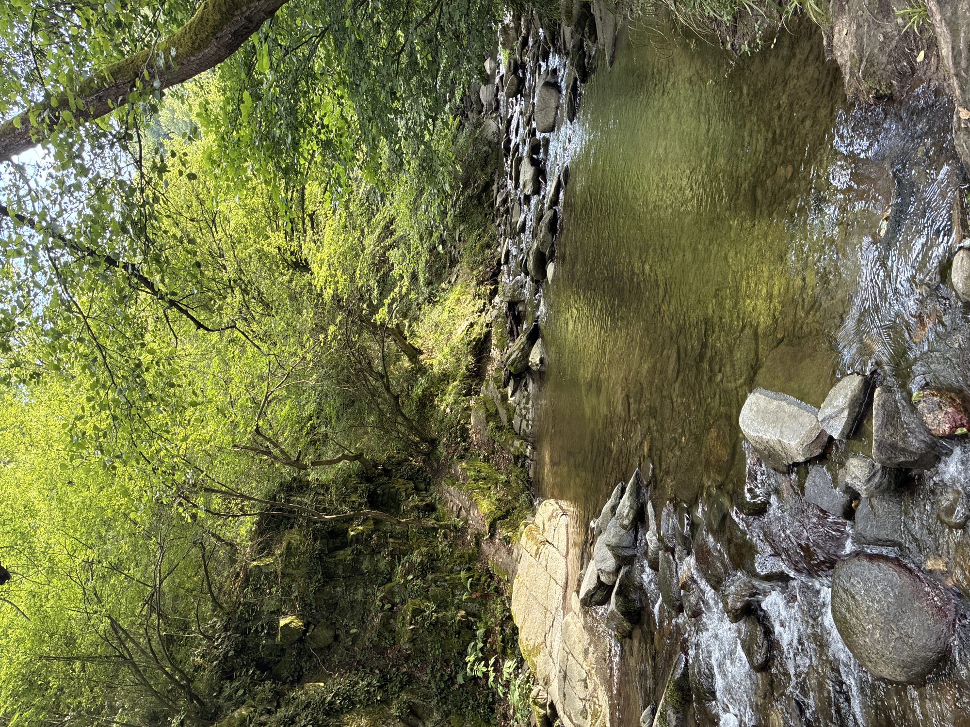 A natural landscape scene features a shallow, rocky stream flowing through a lush, green forest. The water, clear and reflecting the overhead foliage, cascades over numerous smooth, grey stones of various sizes. The stream bed is predominantly composed of these rocks, with some larger, flat stones emerging from the water's surface. The surrounding environment is dense with vegetation, including tall trees with vibrant green leaves and moss-covered rocky inclines. Sunlight filters through the canopy, dappling the water and the forest floor. The scene appears tranquil and undisturbed, suggesting a natural, undeveloped area, possibly within the vicinity of Hrabrino, Bulgaria, given the context. There are no people or man-made structures visible in the image.