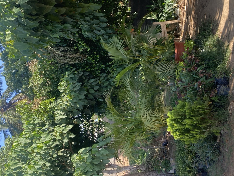 This image depicts an outdoor plant nursery or garden located in Barnawa, Nigeria, under clear, sunny conditions. The scene is dominated by dense vegetation, featuring numerous trees, shrubs, and potted plants.
In the upper portion, a canopy of large, broad-leafed trees with dark green foliage is visible against a bright blue sky. A palm tree frond is discernible towards the top left. Patches of lighter green foliage and some dried, brownish hanging plant material are also present among the tree canopies.
The mid-ground features several potted plants, most notably two medium-sized palm-like plants with vibrant green fronds. One of these is housed in a prominent reddish-brown plastic pot on the right side. Behind and to the right of this plant, a light-colored, possibly plastic, chair is partially visible.
The foreground consists of a variety of smaller plants, including a bright green, conical shrub in the lower-center. Numerous other plants are arranged, some appearing to be in black plastic bags, indicative of a nursery setting. The ground is a mix of bare, light brown soil and scattered green grass or weeds. No individuals are present in the frame, and no specific actions or interactions are depicted.