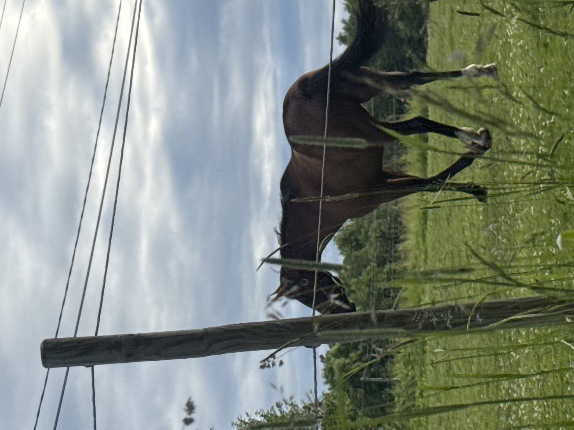 A brown horse is standing in a grassy field in Saue, Estonia. The horse is facing to the right and its head is down. The horse is partially obscured by a wooden fence post and tall grass in the foreground. In the background, there are trees and a cloudy sky.