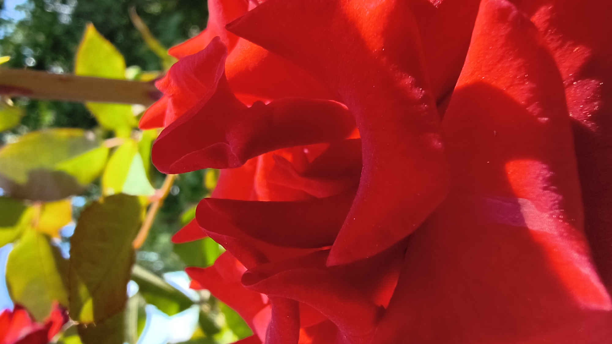 The image is a close-up, macro photograph of a vibrant red rose in bloom. The petals are layered and curved, with soft folds and delicate textures visible. Sunlight highlights certain areas, creating bright, almost luminous patches and casting shadows that give depth to the floral structure. In the upper portion of the image, out-of-focus green leaves and a blurred brown stem suggest the rose is part of a larger plant. The background is a soft blur of green foliage and hints of blue sky, indicating an outdoor setting. There is no indication of any location in Mikhaylovka, Russia.