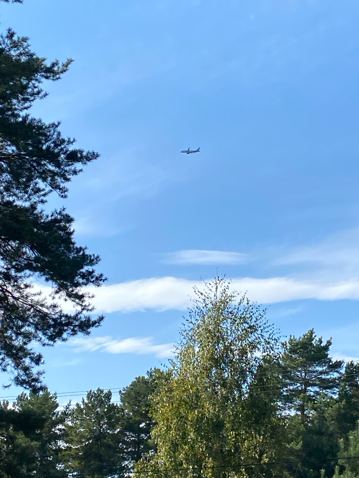 The image captures a bright, clear sky with a few wispy clouds. A commercial airplane is visible in flight against the blue expanse. In the foreground, the tops of evergreen trees and a deciduous tree with green and yellow leaves frame the scene. The dense foliage suggests a natural or park-like environment. There are no people or specific city landmarks visible that would allow for precise identification of the location within Perm, Russia. The overall impression is one of a serene, natural setting with the presence of air travel.