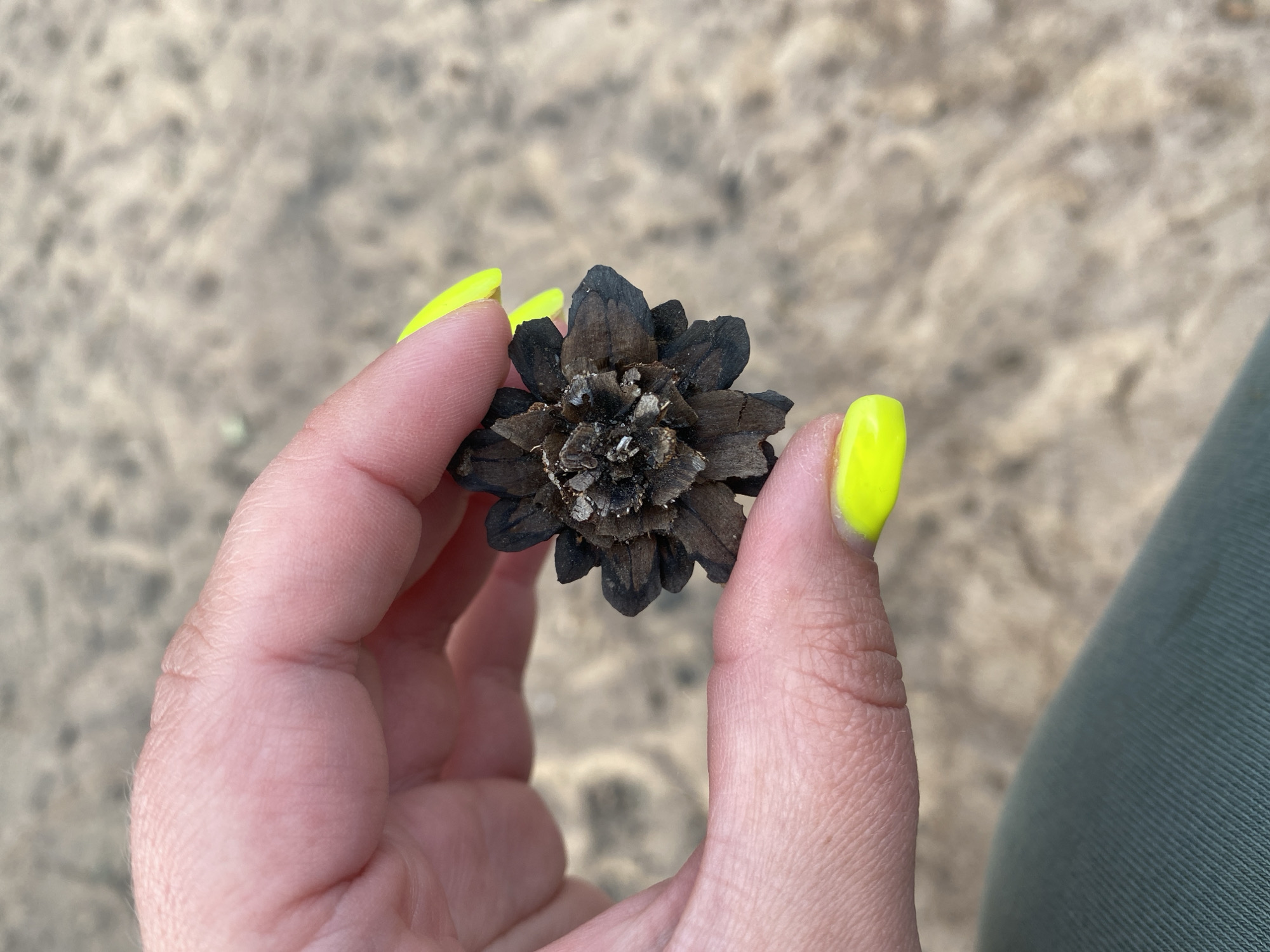 A person's hand with bright yellow nail polish is holding a small, dark brown, dried pinecone against a sandy background. The pinecone has many pointed scales. The background appears to be a sandy area, possibly a beach or a desert. The image is taken from a close-up perspective. There is no visible indication of the location being in Baltiiskoe, Russia.