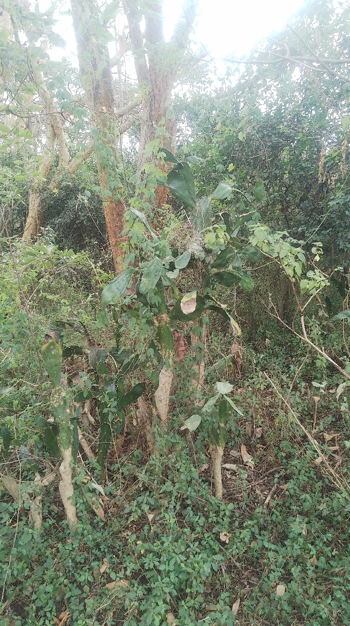 The image displays a dense, overgrown natural environment within Nkaimurunya ward, Kenya. The scene is dominated by varied green vegetation under bright, diffused daylight, likely an overcast sky or dappled sunlight.
In the foreground and mid-ground, the ground is covered with a thick layer of small-leafed green plants and scattered dry leaves. Several light-barked tree trunks, appearing slender to medium in girth, rise vertically from the ground, obscured in parts by surrounding growth. A prominent subject is a large prickly pear cactus (*Opuntia* species) with numerous green, flattened, paddle-shaped pads, some exhibiting brown discoloration or damage, intertwined with vines and other leafy plants.
The background consists of an unbroken wall of dense green foliage, indicating a heavily wooded or bushy area. There are no individuals, animals, man-made objects, or discernable actions or interactions depicted. The environment appears wild and undisturbed.