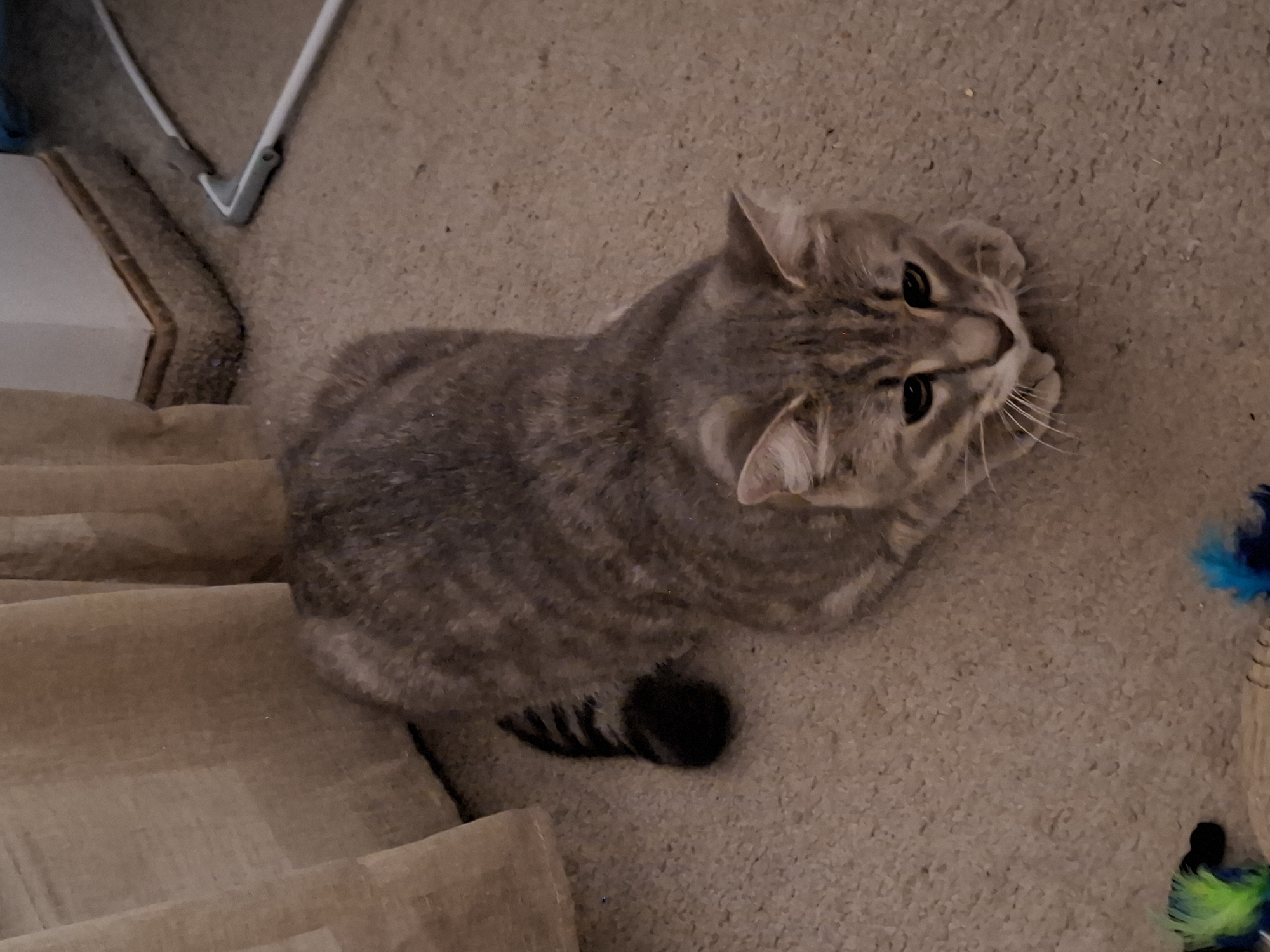 A short-haired tabby cat with gray and brown stripes is curled up on a beige carpet. The cat is facing to the right, with its paws tucked underneath its body and its head resting on its front paws. Its eyes are dark brown and its whiskers are white. The cat's tail, which is black with gray stripes, is curled around its body. In the background, there are light brown curtains and a white baseboard. The scene appears to be indoors, possibly in a living room. The location of Zemun Urban Municipality, Serbia is not discernible from the image.