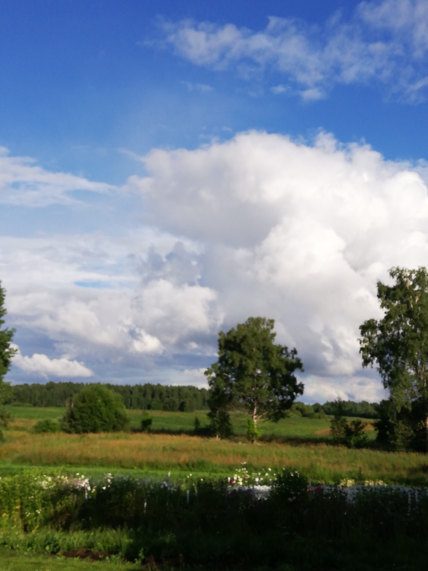 This is a medium-shot, eye-level, outdoor, landscape photograph taken on a clear day. The scene depicts a rural area in the Nova Pahostsky Selsoviet of Belarus, characterized by rolling hills covered in dense, dark green trees. In the foreground, there is a field with some flowering plants, including white and pink blossoms, and tall green grass. A body of water is visible in the lower portion of the frame, reflecting the sky. The sky itself is a vibrant blue, filled with large, puffy white clouds that appear to be moving. There are no people or animals visible in the image. The overall impression is one of natural beauty and tranquility.