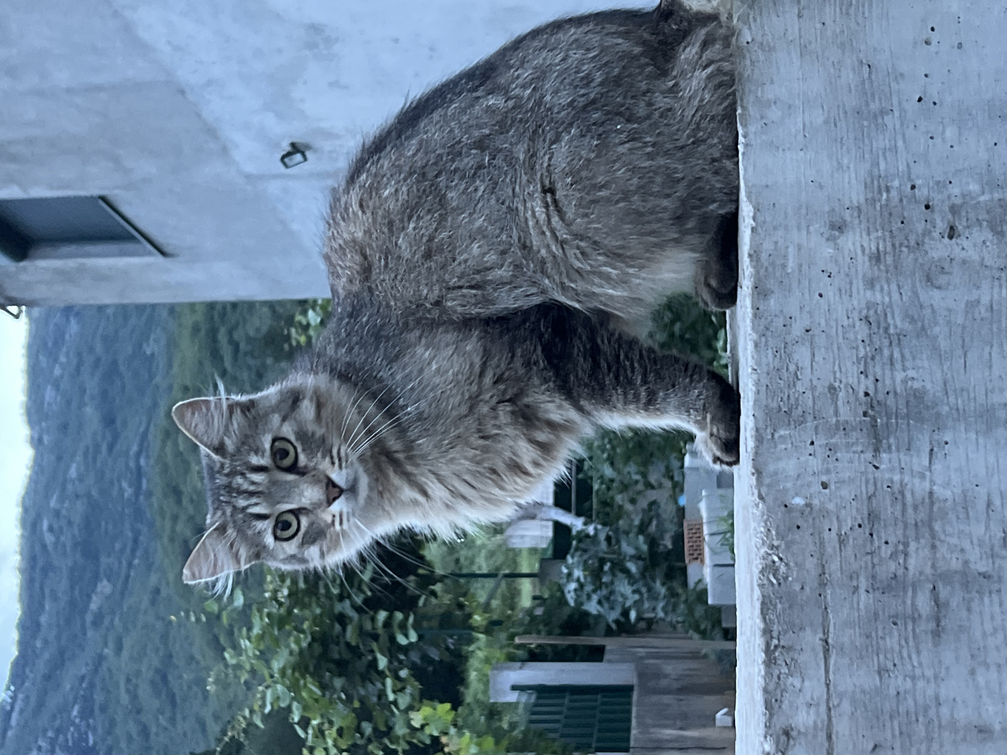 A grey tabby cat is perched on a concrete structure, looking down at the camera with wide, green eyes. The cat has long, fluffy fur and prominent white whiskers. Its body is mostly hidden behind the concrete, but its head and front paws are visible. The background features lush green foliage and a mountainous landscape under a cloudy sky, suggesting an outdoor setting, likely in Baošići, Montenegro. The lighting indicates it could be late afternoon or early evening. The cat appears curious and alert. No text is visible in the image.