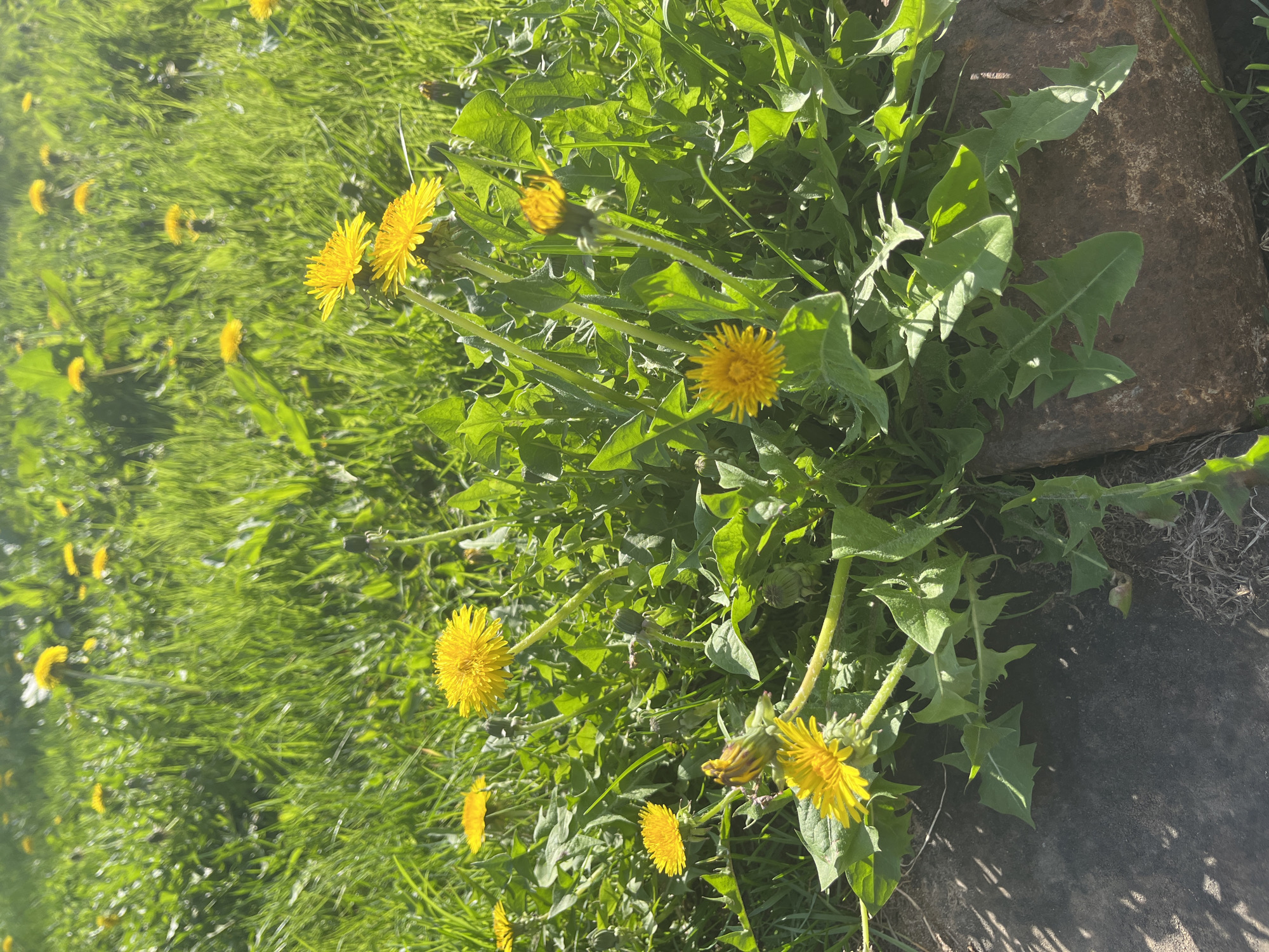 The image depicts a patch of dandelions in bloom, growing in a grassy area next to a paved surface. The dandelions are yellow and appear healthy. The grassy area is green and lush, and there are shadows cast by the plants. Part of a concrete slab or edge of a walkway is visible on the right edge of the picture. The location is unknown and is not identifiable as Chaikovsky, Russia from the imagery.