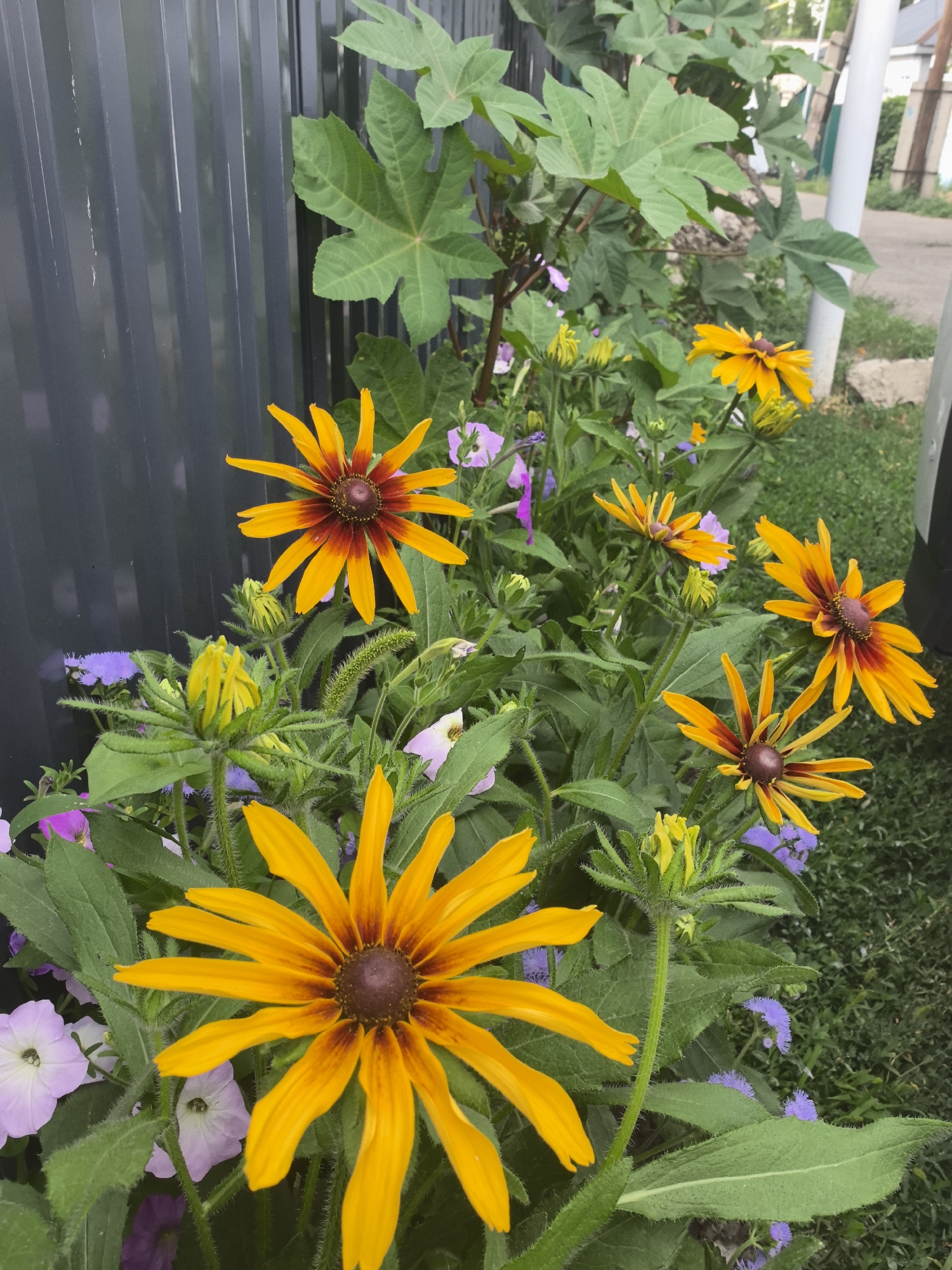 This is a medium shot of a flowerbed in a garden. The primary subjects are several large, yellow and orange Black-Eyed Susans with dark brown centers. Some of these flowers are in full bloom, while others are still buds, encased in fuzzy green sepals. Interspersed among the Black-Eyed Susans are smaller, delicate purple flowers and pale pink petunias. The plants are lush and green, with fuzzy stems and serrated leaves. Behind the flowers, a dark gray corrugated metal fence forms a stark backdrop. To the right of the fence, some large, light green, palmate leaves from a different plant are visible. Beyond the fence and plants, a grassy area and a dirt path or road can be seen, suggesting an outdoor, possibly suburban or rural, setting. The lighting suggests it is daytime, with natural light illuminating the scene. The overall impression is one of natural beauty and growth, with the vibrant colors of the flowers providing a focal point against the muted tones of the fence and background. There is no visible text in the image. The location context is Qarabulaq, Kazakhstan.
