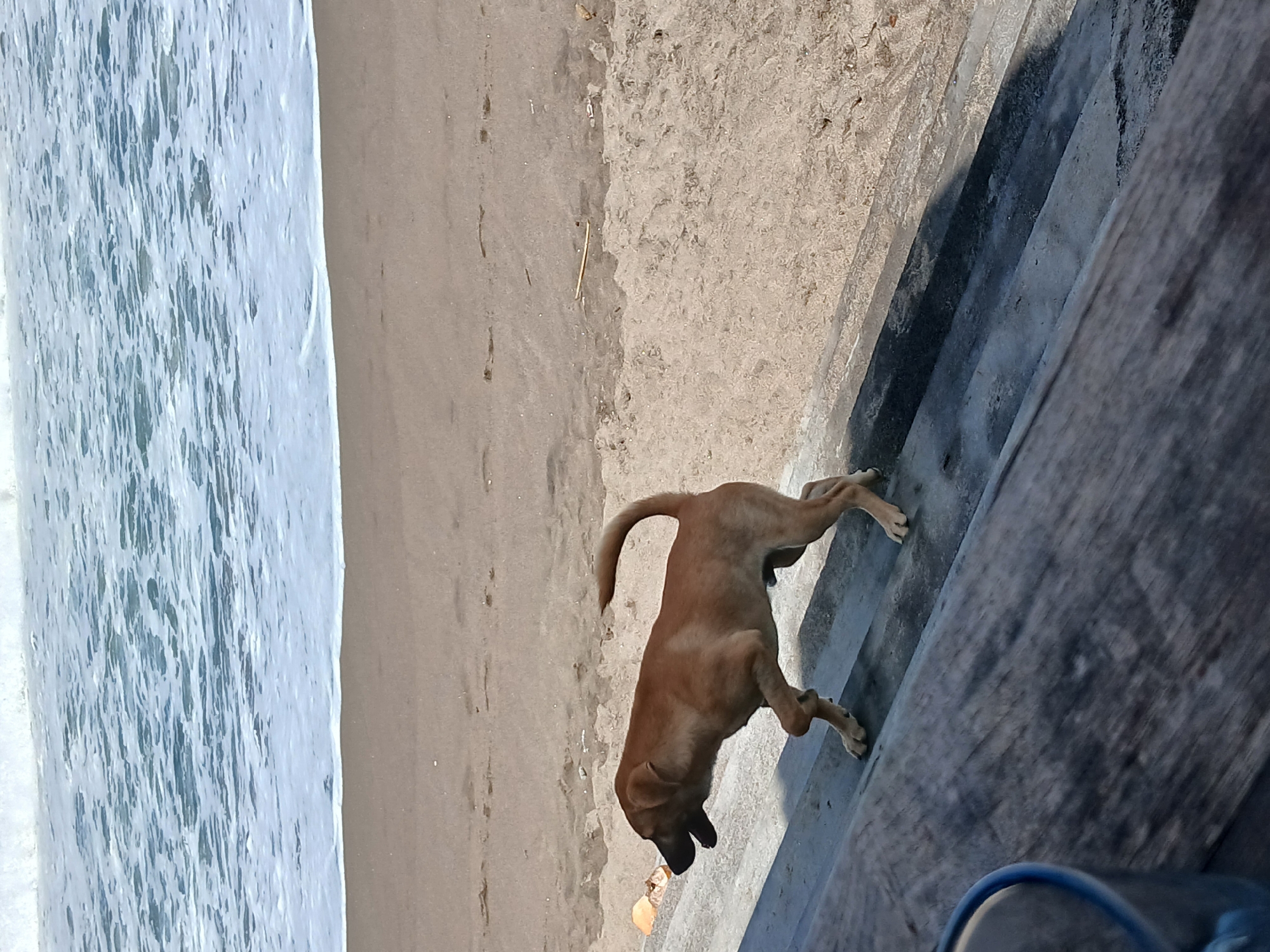 A light brown dog with a curled tail walks on concrete steps leading up to a sandy beach. The dog's mouth is open, and it appears to be panting. In the background, waves crash on the shore, creating a foamy white line along the beach. The sand is a light brown color and has visible footprints. A wooden surface is in the foreground, out of focus. The scene suggests a coastal environment in Indonesia.