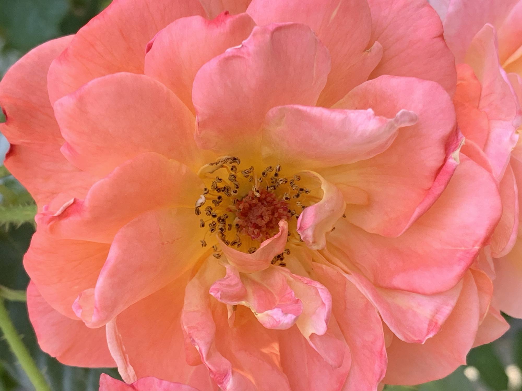 A vibrant coral or peach-colored flower, likely a rose, dominates the frame in a detailed close-up shot. The flower's petals display a gradient of warm hues, transitioning from a deeper coral or salmon at the edges to a softer yellow-orange towards the center. Some petals show subtle pinkish or reddish tints along their margins.
At the core of the bloom, numerous delicate stamens with dark brown, pollen-dusted tips are arranged around a reddish-brown central structure, possibly the pistil or carpels. The intricate arrangement of these reproductive parts adds texture and detail to the flower's heart. The petals appear soft, with gentle curves and natural imperfections visible upon closer inspection.
The background is a soft, out-of-focus green blur, indicating the flower is situated amidst foliage in a natural, outdoor environment, such as a garden. The lighting is gentle and diffused, illuminating the flower's rich colors and highlighting its delicate forms without harsh shadows. No specific activity is taking place; the image is a static portrait of the flower. There is no visible text.
