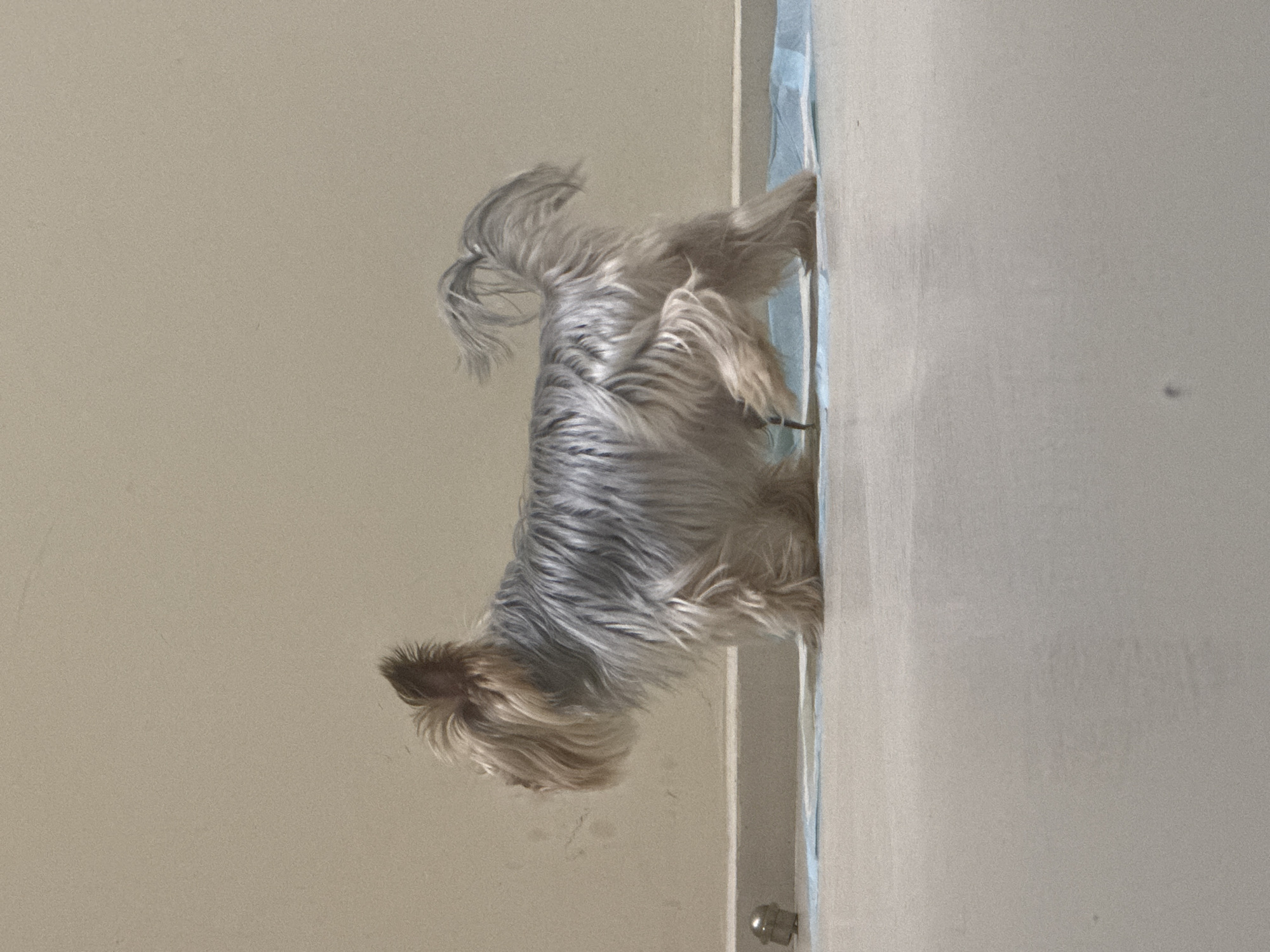 A medium shot presents a small dog, a Yorkshire Terrier, standing on what appears to be a diaper-changing pad placed atop a white surface. The dog's coat is a mix of gray and tan hues. The backdrop is a beige wall. The lighting suggests an indoor setting. The location of the scene in the city of Sofia, Bulgaria, is not discernible from the image.