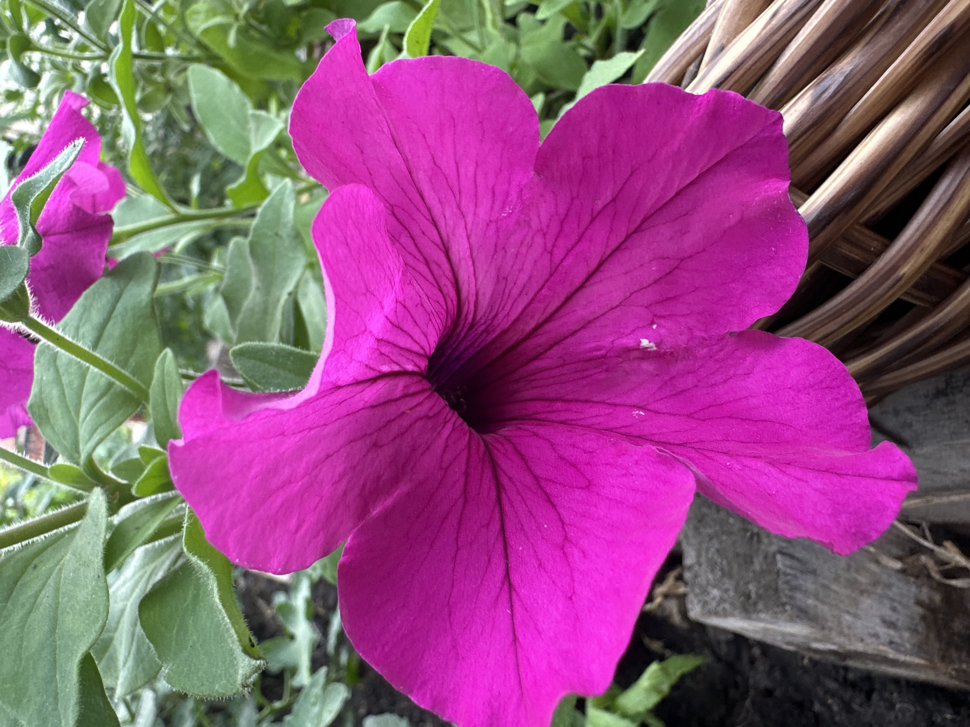 A vibrant, close-up, eye-level shot focuses on a single, large, fuchsia-colored petunia flower in full bloom. The flower's trumpet-shaped corolla is the dominant element, with its delicate, dark veins radiating from the center, which appears dark and recessed. The petals are softly curved and slightly ruffled at the edges. To the left of the flower, a rough, weathered wooden plank emerges from dark soil, partially obscured by the lower left petal. To the right, a portion of a woven basket, constructed from dark, curved strands, forms a textured backdrop. In the background, a tangle of lush green leaves, some with a soft, fuzzy texture, and stems, suggests a garden setting. The overall lighting is natural, casting soft shadows and highlighting the rich color of the petunia. The location is identified as Yaroslavka, Russia.