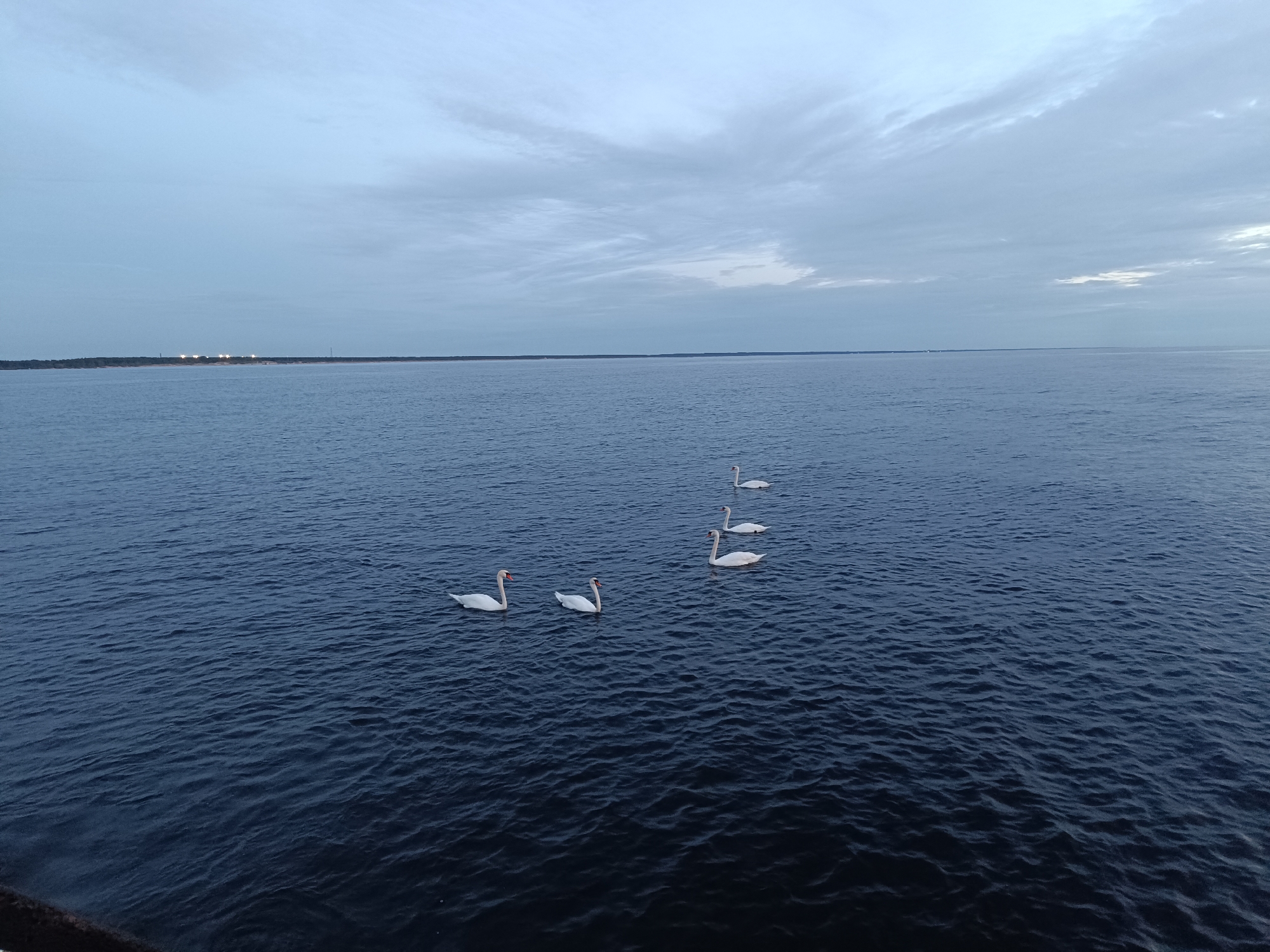 In the tranquil waters of the Daugava River in Riga, Latvia, a group of six white swans glides in a diagonal line from the foreground towards the distant horizon. The sky above is a muted canvas of pale blue and grey clouds, suggesting either early morning or late evening light. The water itself is a deep, dark blue, with a gentle ripple across its surface. In the far distance, along the horizon, faint lights can be observed, possibly indicating the city's infrastructure or shoreline. The overall scene conveys a sense of calm and natural beauty within an urban setting.