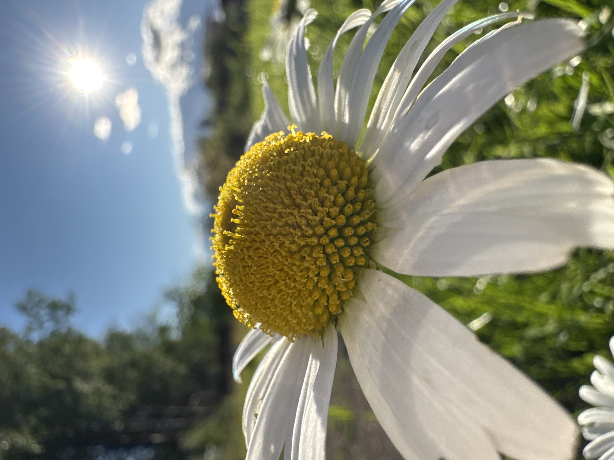 A close-up, low-angle shot captures a daisy in bloom, its white petals radiating outwards from a vibrant yellow center. The flower is positioned in the foreground, with the background softly blurred, revealing hints of green grass, a dirt path, and trees. The sky above is a clear blue, punctuated by a bright sun and scattered white clouds. The sunlight casts a warm glow on the scene, creating a sense of a bright, sunny day. The image appears to be taken outdoors, in a natural setting. There are no people or animals visible in the frame. The location is identified as Steklyannyi, Russia.