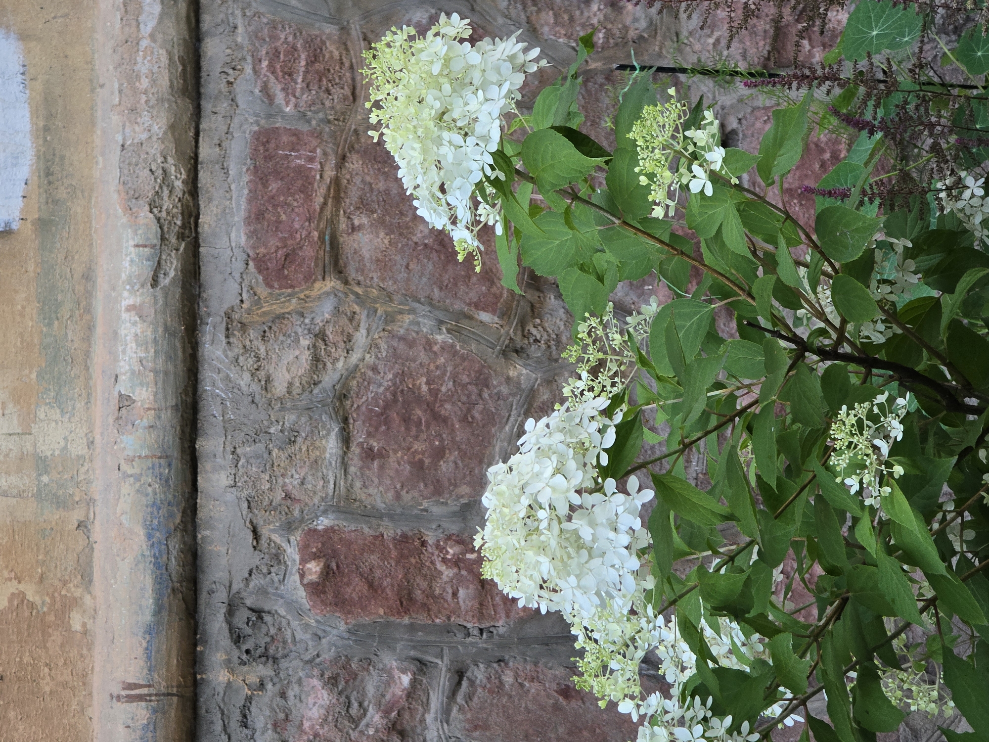 In Krasnoyarsk, Russia, a cluster of white hydrangeas with green leaves is positioned in front of a stone wall. The wall, constructed from rough, reddish-brown stones, has a visible horizontal pipe running across its upper section, and the wall's surface shows signs of weathering and age. The hydrangeas are in full bloom, with large, fluffy flower heads and vibrant green foliage. Some smaller, budding flowers are also present. The lighting suggests it is daytime.