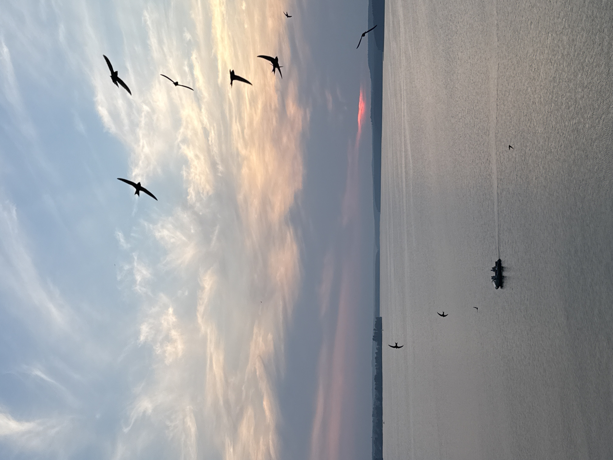 A flock of swallows is captured in flight against a sunset sky over the Kama River in Votkinsk, Russia. The sky is a gradient of blue and pink, with wispy clouds. Several swallows are silhouetted against the sky, their wings outstretched. Below, the river is calm, reflecting the colors of the sunset. A small boat with several people on board is visible in the distance, moving across the water. The shoreline is lined with trees.