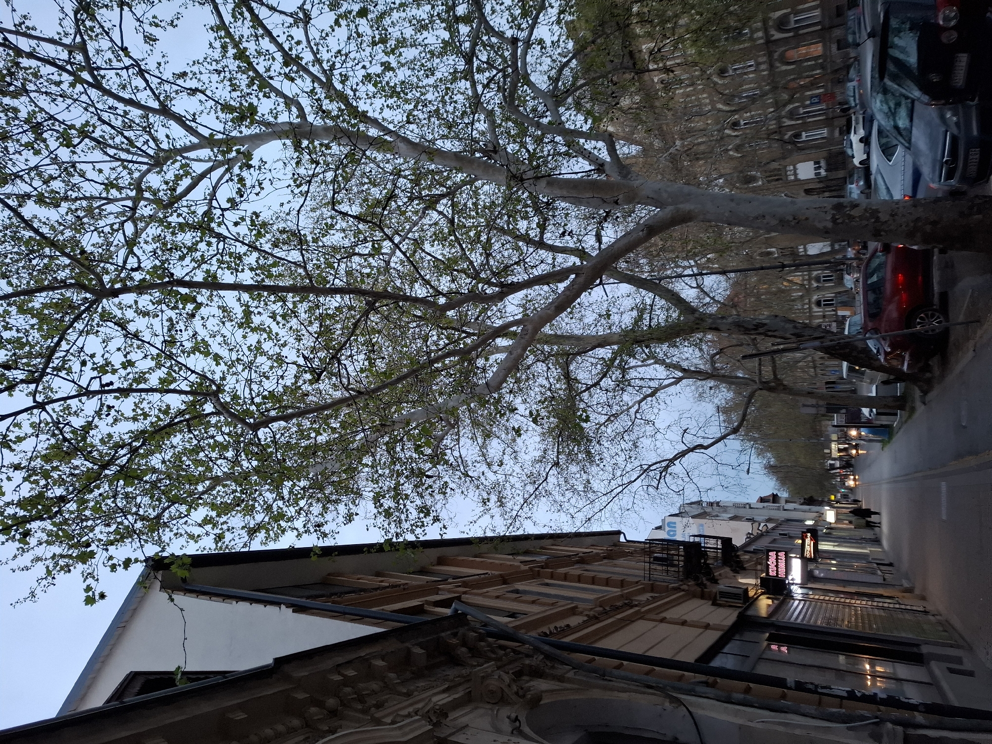 The image shows a street view in Novi Sad, Serbia. On the right side of the street, cars are parked, and on the left, buildings line the street, some with illuminated signs. Tall trees with sparse leaves extend over the street, partially obscuring the sky. The angle of the shot looks upward, capturing architectural details of the building closest to the camera, as well as the treetop canopy overhead. People are visible distantly down the street, under the streetlights.