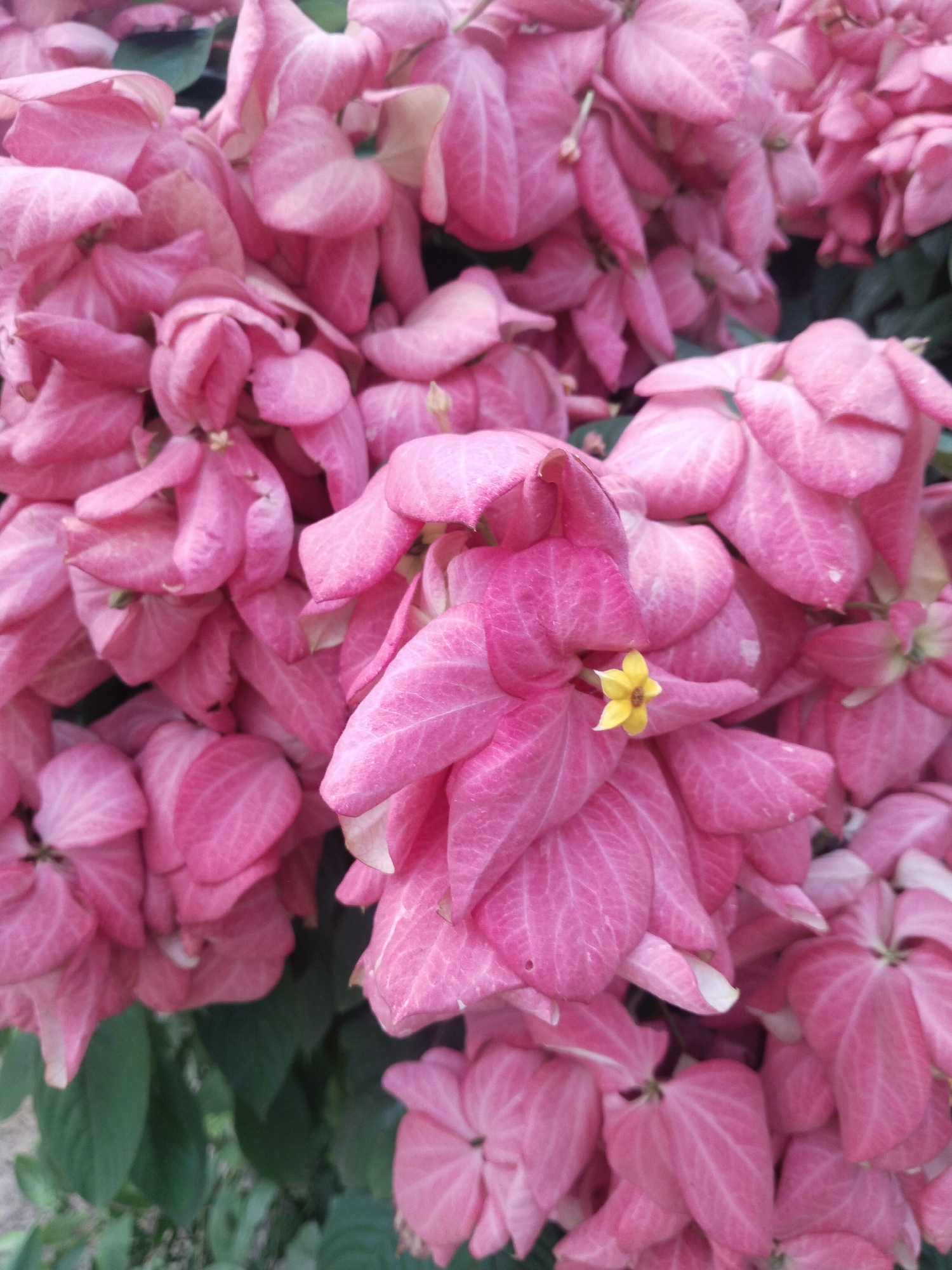 This full-shot image showcases a dense cluster of vibrant pink flowers, likely a Mussaenda species, set against a backdrop of dark green foliage. The scene is dominated by numerous large, soft pink bracts, which are petal-like leaves often mistaken for actual flowers, displaying visible veins and a somewhat crinkled texture. Towards the center-right of the frame, a single, small, five-petaled yellow flower, which is the true bloom, stands out distinctly amidst the surrounding pink bracts, offering a focal point and a contrasting splash of color.
The lighting suggests it is daytime, possibly under diffuse sunlight or an overcast sky, as there are no harsh shadows, allowing the rich pink hues of the plant to appear vivid and soft. The abundance and health of the blooms imply a pleasant growing environment, characteristic of tropical or subtropical climates. This aligns with the provided location context of Uyo, Nigeria, where such flora thrives. There is no specific activity or event taking place, nor is any text visible in the media. The image conveys a sense of natural beauty and lush vegetation.