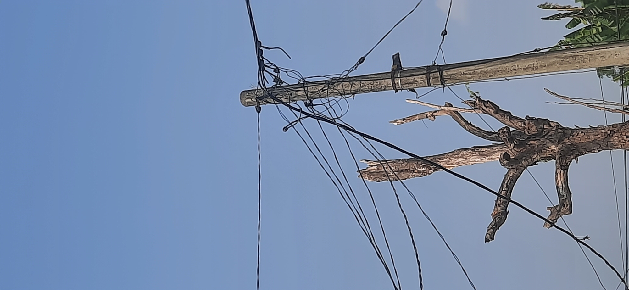 A dead, gnarled tree trunk with several branches reaching out stands to the left of a concrete utility pole. The tree is brown and rough, with visible bark texture. Multiple black electrical wires crisscross the frame, connecting to the utility pole. The sky is a clear, light blue. In the lower right corner, some green foliage, possibly banana leaves, is visible, suggesting an outdoor environment. The scene appears to be in Cisauk, Indonesia, an area known for its mix of rural and developing urban landscapes.