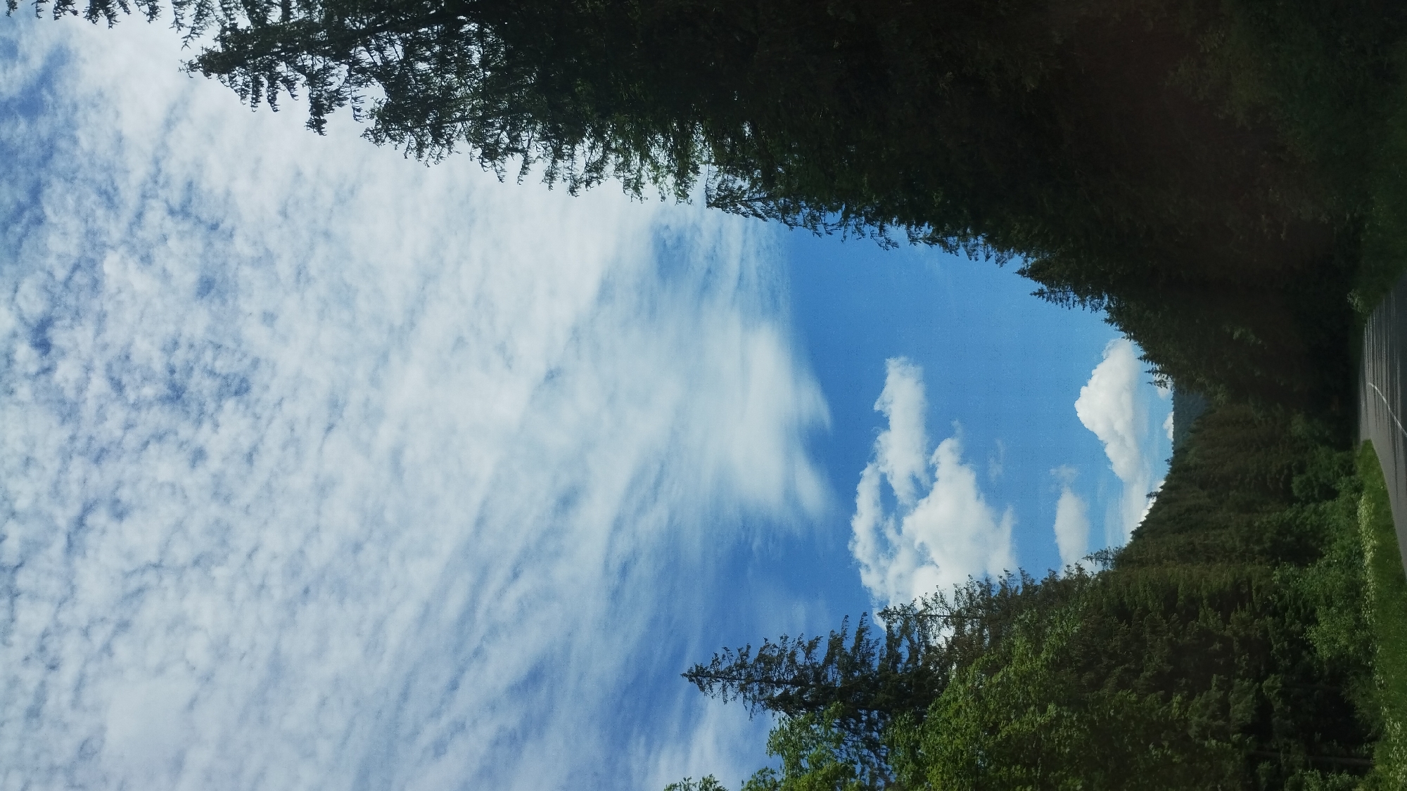 This image captures a perspective from a vehicle driving along a road lined with dense coniferous trees. The road itself is visible on the right side of the frame, with a white line marking its edge. The trees create a natural tunnel effect, with their dark green foliage framing the bright blue sky. Wispy white clouds are scattered across the sky, indicating a pleasant and clear day, likely midday given the brightness. The perspective suggests the camera is looking upwards and slightly to the left, with the road and trees receding into the distance. There are no people or man-made objects other than the road itself, emphasizing the natural, forested setting. The overall mood is serene and tranquil, evoking a sense of journeying through a beautiful natural landscape. The image is oriented vertically, with the sky occupying the majority of the frame.