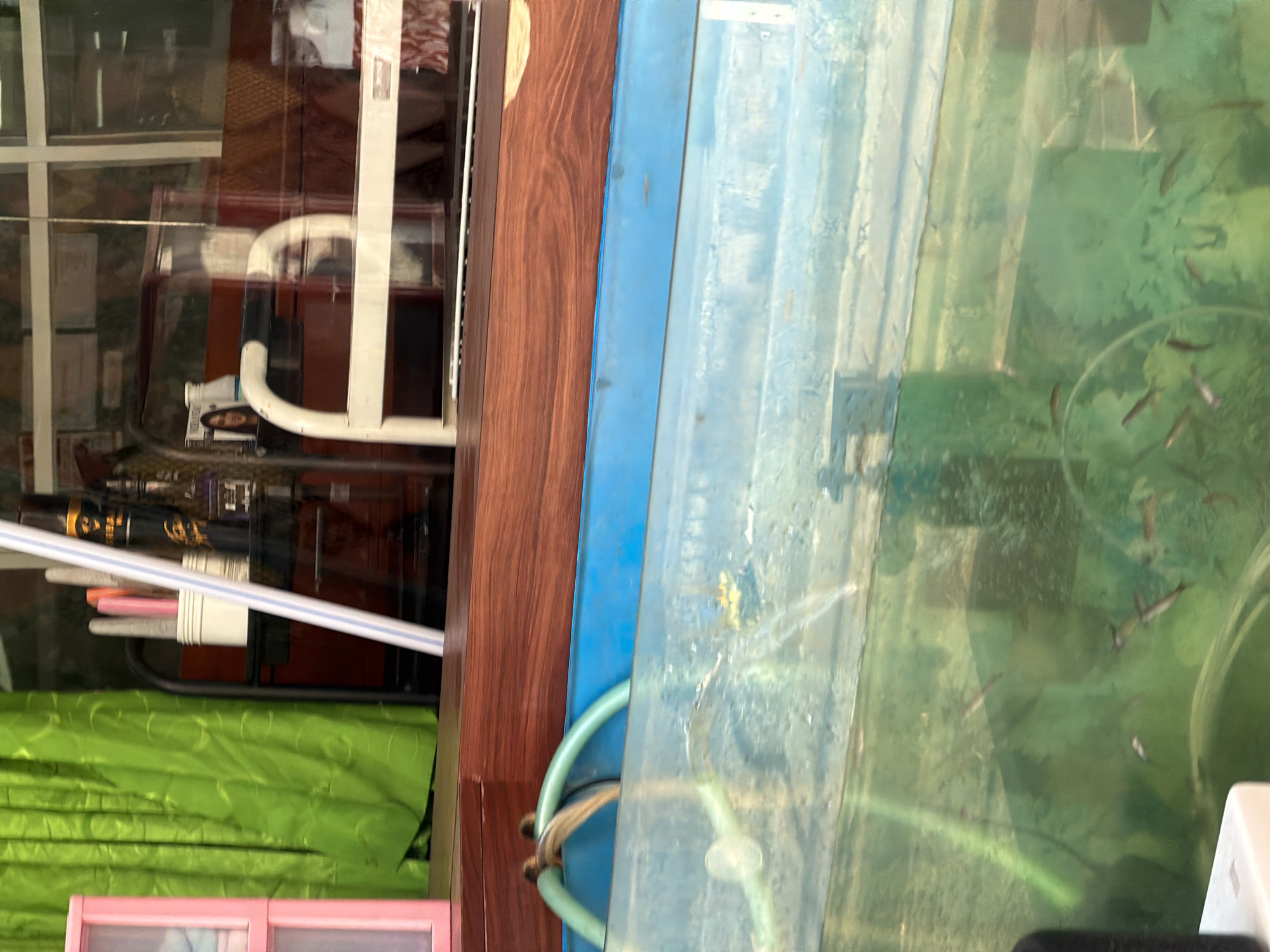The image depicts a scene in Kuta, Indonesia, focusing on a fish tank filled with small fish. The tank is made of clear material, likely glass or acrylic, and is filled with greenish water, suggesting the presence of algae or other aquatic plants. Several small fish are visible swimming within the tank. A blue-colored rim or frame surrounds the top of the tank. A light green hose is entering the tank from the left, possibly for aeration or filtration. Above the tank, a wooden surface is visible, and further back, a reflective surface suggests a window or display case. A bright green curtain hangs on the left side of the image. On the right side, a white metal railing is visible, and behind it, there are shelves with various items, including what appear to be bottles or containers and a glimpse of a person's face reflected in the glass. The overall impression is of a commercial establishment, possibly a seafood restaurant or market, in Kuta.
