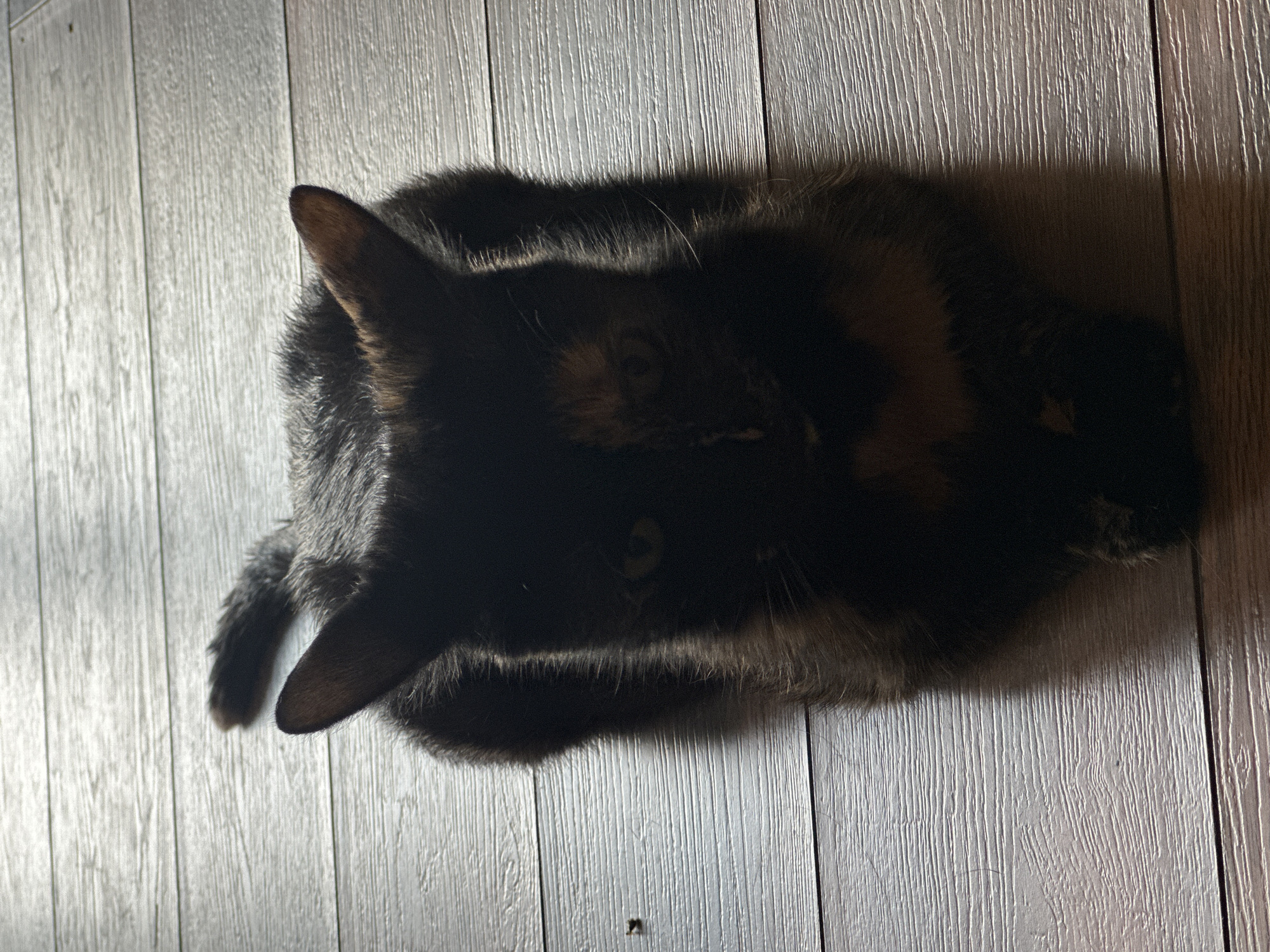 A tortoiseshell cat with prominent ears is positioned on a wooden floor, oriented towards the viewer. The lighting suggests it is indoors, possibly near a window or light source, as sunlight casts shadows across the floorboards and illuminates the cat from the side. The cat is in a loaf position, with its paws tucked underneath its body. Its fur displays a mix of black, brown, and some lighter patches. The floor is made of wide wooden planks with a visible grain pattern. The overall atmosphere is subdued due to the lighting. The location is identified as Virki, Russia.