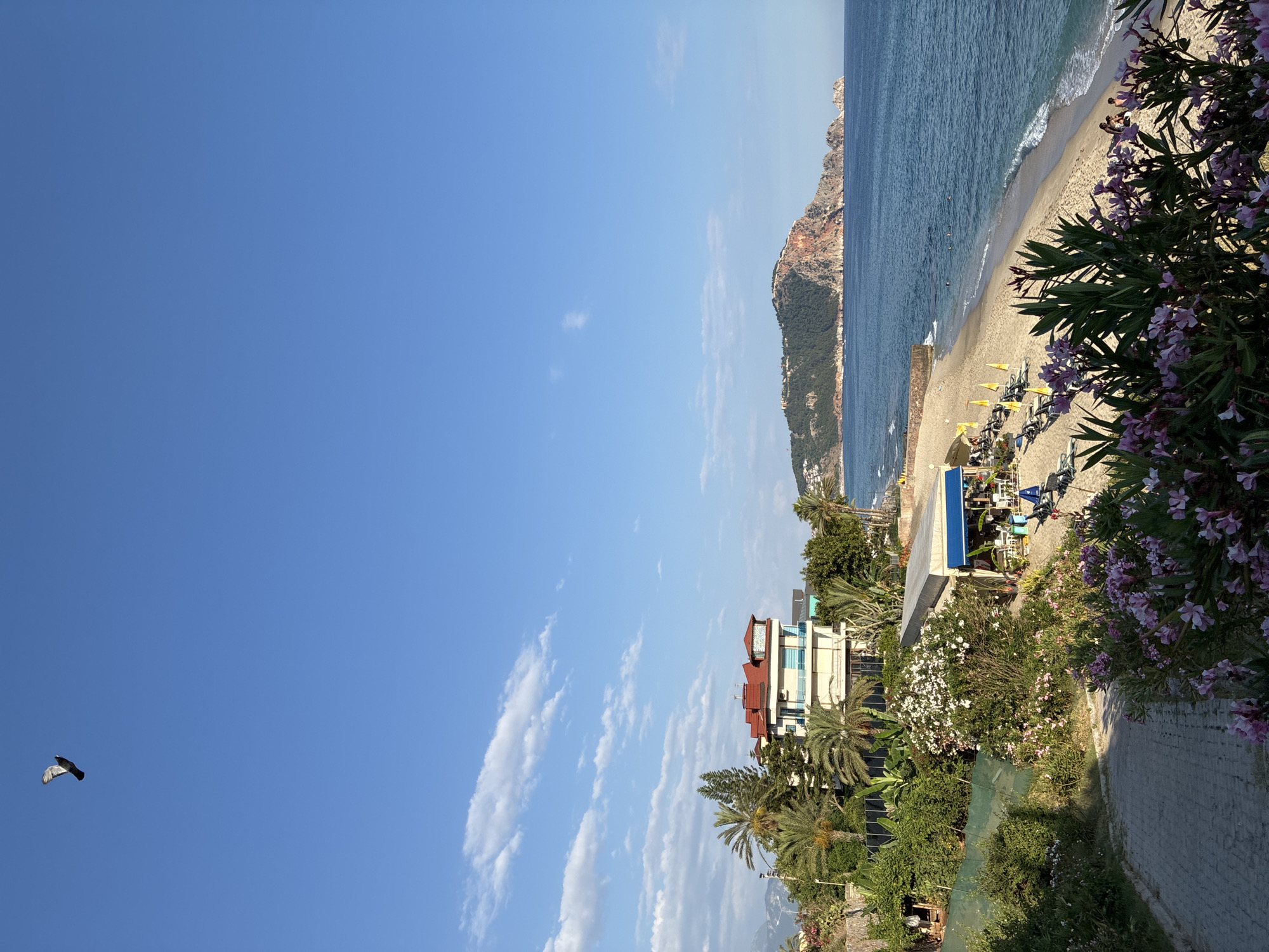 This is a photograph of a beach scene in Alanya, Turkey, likely taken from a higher vantage point. In the foreground, a paved pathway curves to the left, bordered by lush green foliage and vibrant pink and purple flowers. To the right of the pathway, a sandy beach stretches out, dotted with yellow umbrellas and lounge chairs. A small open-air cafe with a blue awning is situated on the beach.
Further down the beach, the blue Mediterranean Sea laps the shore, with a few people visible swimming and wading in the water. In the distance, a large, tree-covered peninsula juts out into the sea, its rocky cliffs catching the sunlight. A building with a red-tiled roof and blue-tinted windows is perched on a hillside overlooking the beach and the sea. The sky above is a clear, bright blue with a few wispy white clouds. A single bird is captured in flight in the upper left corner of the frame. The overall impression is one of a serene and sunny coastal resort.