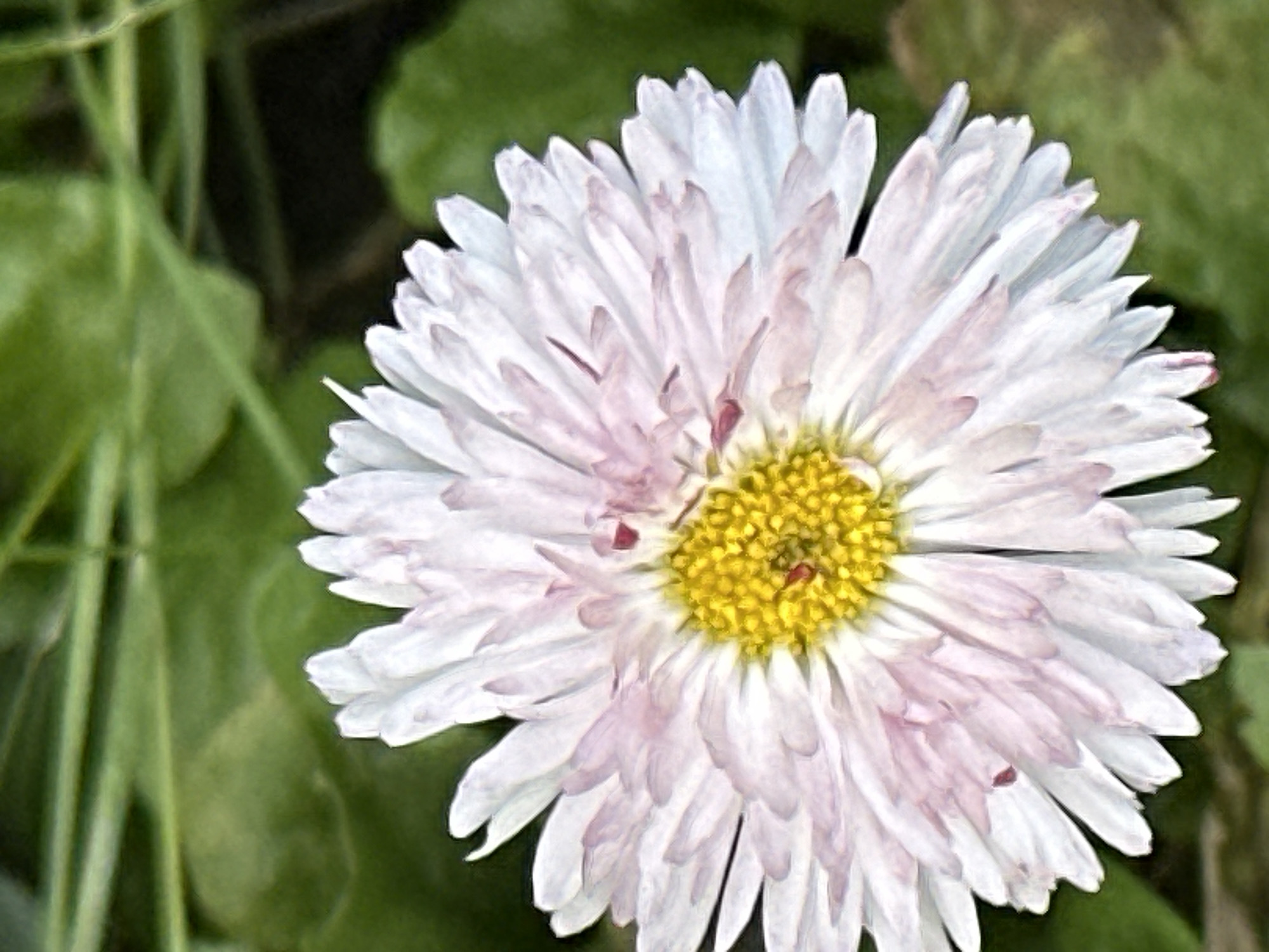 A close-up, slightly blurry photograph shows a pink and white daisy with a yellow center. The flower is in focus, with its petals fanning out towards the viewer. The background is a soft blur of green foliage. The image was taken in Podolsk, Russia.