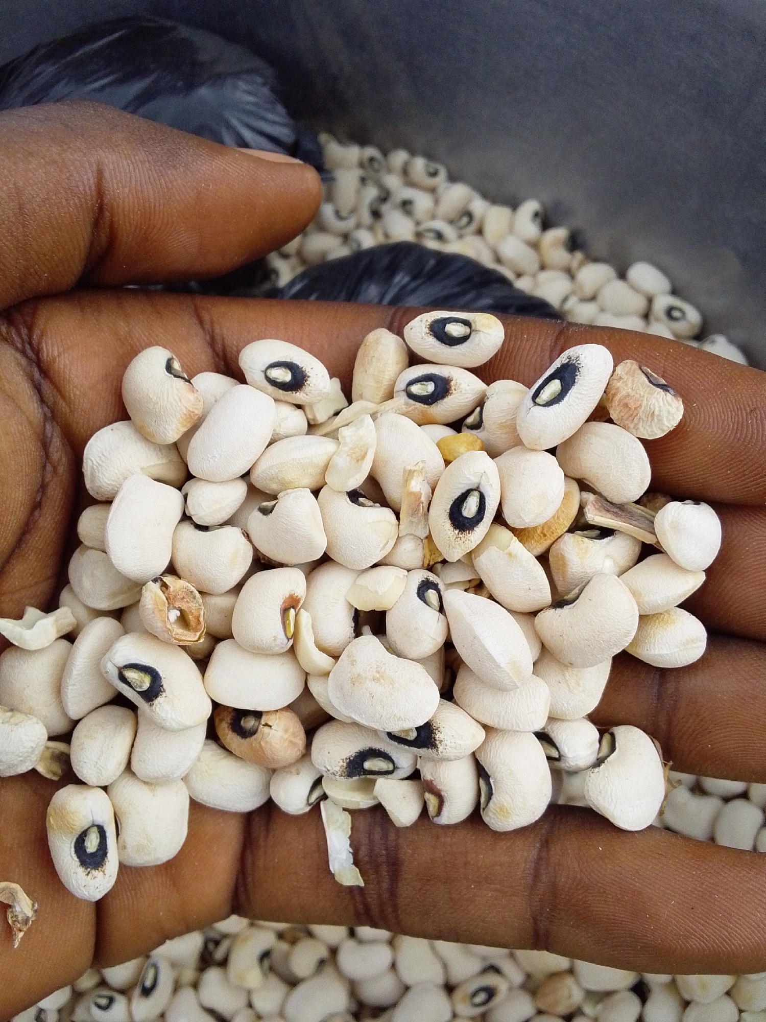 A close-up, overhead shot shows a person's dark-skinned hand holding a pile of black-eyed peas. The peas are mostly white with a distinctive black marking around the "eye." Some of the peas are whole, while others are broken. The hand is cupped, and the peas spill out onto the person's palm and fingers. In the background, more black-eyed peas are visible in a container, along with a black plastic bag. The lighting is natural, and the focus is on the peas in the hand. The image appears to be taken in Serti, Nigeria, likely at a market or a food preparation area.
