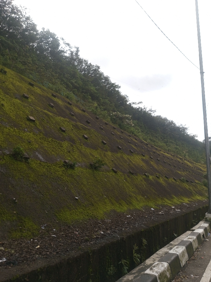 The image captures a steep hillside or embankment alongside a road, characterized by its lush green moss and visible erosion control features. The slope occupies the majority of the frame, rising from the lower right towards the upper left.
The hillside is largely covered in a vibrant, verdant green moss, which appears thick and damp in many areas, interspersed with patches of dark brown soil or rock. Embedded or protruding from the slope are numerous small, rectangular concrete blocks, arranged in somewhat diagonal rows. These blocks are dark grey and suggest a system for stabilization or erosion prevention. Scattered across the lower parts of the mossy slope and at its base are small bits of debris, possibly litter or organic matter.
Along the very top edge of the hillside, a dense canopy of trees and bushes with dark green foliage extends upwards and continues into the background, hinting at a larger forested area or natural growth beyond the immediate slope. The sky above is bright and overcast, indicating a cloudy daytime setting, with no direct sunlight visible. A faint, lighter patch of cloud can be seen in the upper right quadrant.
In the lower right corner of the image, the edge of a road is visible. A concrete curb, painted with alternating black and white stripes, marks the transition from the road surface. Immediately adjacent to the base of the hillside and below the striped curb, there's a concrete drainage channel or gutter, which also contains some natural debris and small patches of vegetation. On the far right, a slender utility pole or post, along with a thin wire or cable, extends vertically against the bright sky.
The overall impression is one of a constructed or managed natural landscape, possibly an infrastructure feature next to a road, covered in verdant growth under an overcast sky. There are no people or discernible text in the image.