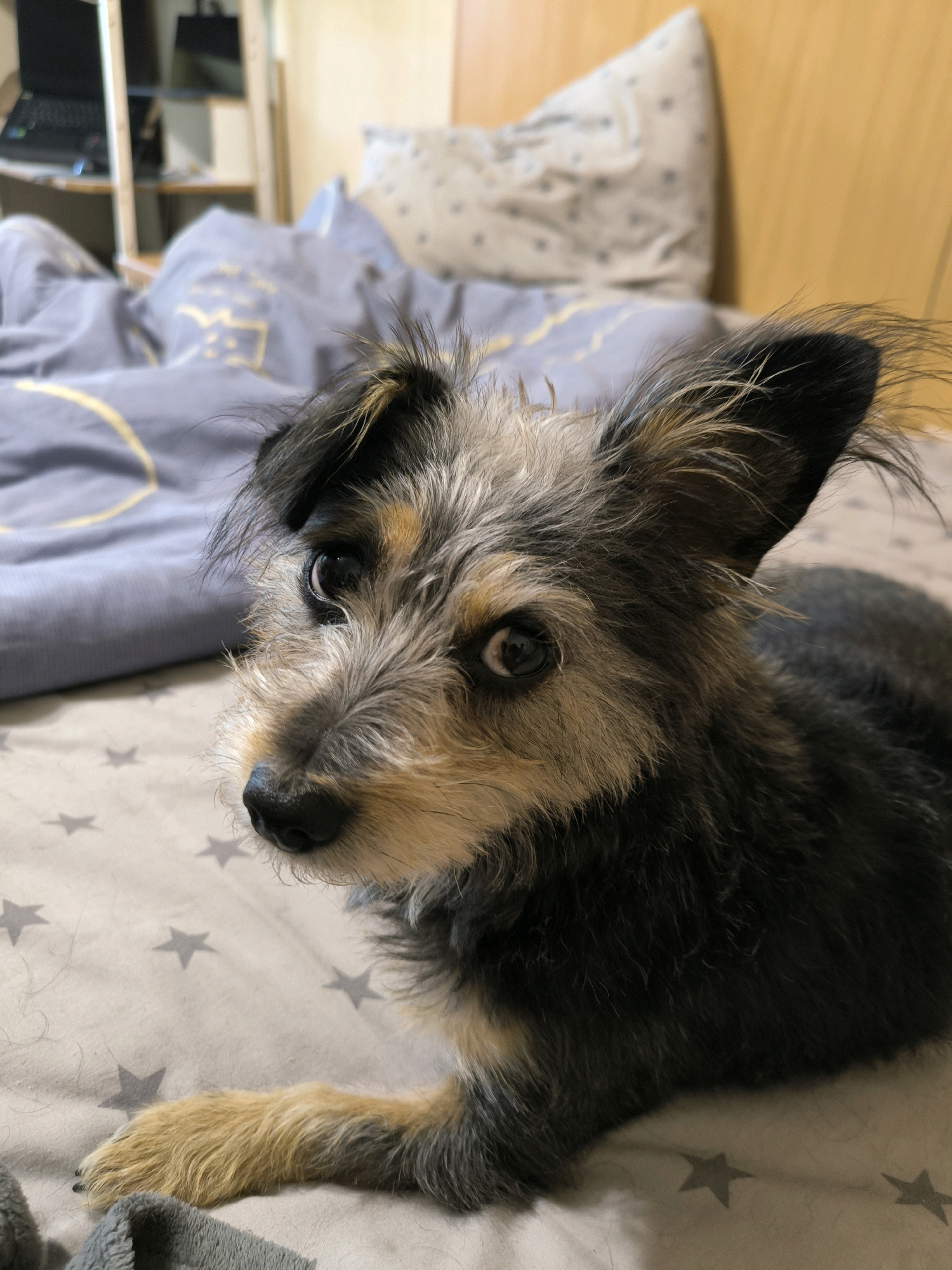 A close-up, medium shot captures a small, scruffy dog lying on a bed with grey, star-patterned sheets and a blue duvet. The dog, facing left, has shaggy grey, black, and tan fur, with prominent ears and expressive dark eyes. Its left paw, light tan in color, rests on the bedding in the foreground. In the blurred background, a pillow with a grey star pattern is visible, along with a section of a light-colored wall and a hint of a desk with a laptop. The scene appears to be indoors, in a domestic setting, possibly a bedroom. The location in Mykolaiv, Ukraine, cannot be determined from the image alone.
