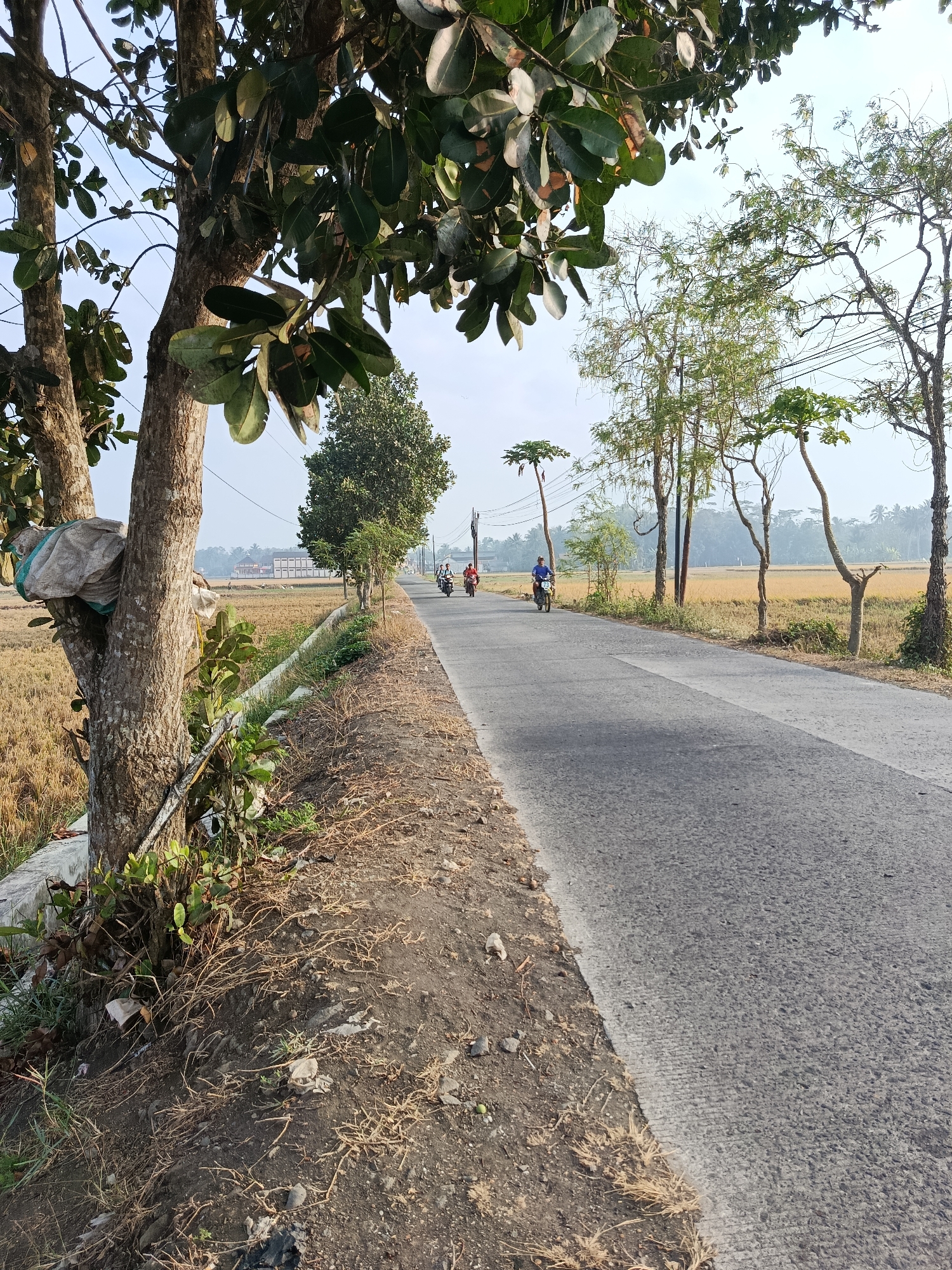 A paved road runs through a rural landscape, bordered by dry rice paddies and a line of trees. The sun is low in the sky, casting long shadows. In the foreground, a large tree with thick branches and dense foliage stands to the left. Wrapped around one of its trunks is a bundle of material, possibly plastic sheeting, secured with a green tie. The ground beneath the tree is covered in dry grass, scattered debris, and stones. Further down the road, two motorcycles are visible. One, carrying two individuals, is further away, while another motorcycle with a single rider is closer. In the distance, a long, multi-story building with a red roof is situated beyond the fields. The sky is a pale blue with a hazy horizon. The scene appears to be in Kalijeruk, Indonesia, given the characteristic appearance of the landscape and the presence of motorcycles.