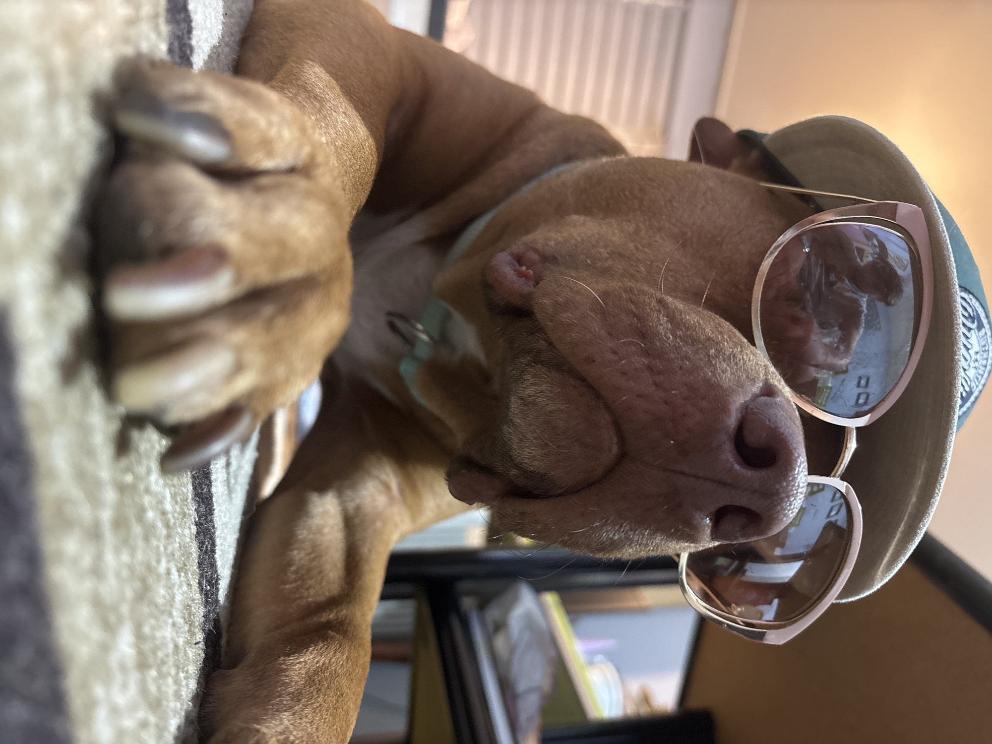 A brown pitbull-type dog is lying down with its head turned toward the camera. The dog is wearing rose-gold sunglasses and a light-colored baseball cap. The dog's claws are visible on the left side of the frame, pressing against a striped surface. The background shows a window with blinds and items on a shelf or desk. The location is not identifiable as Sofia, Bulgaria.