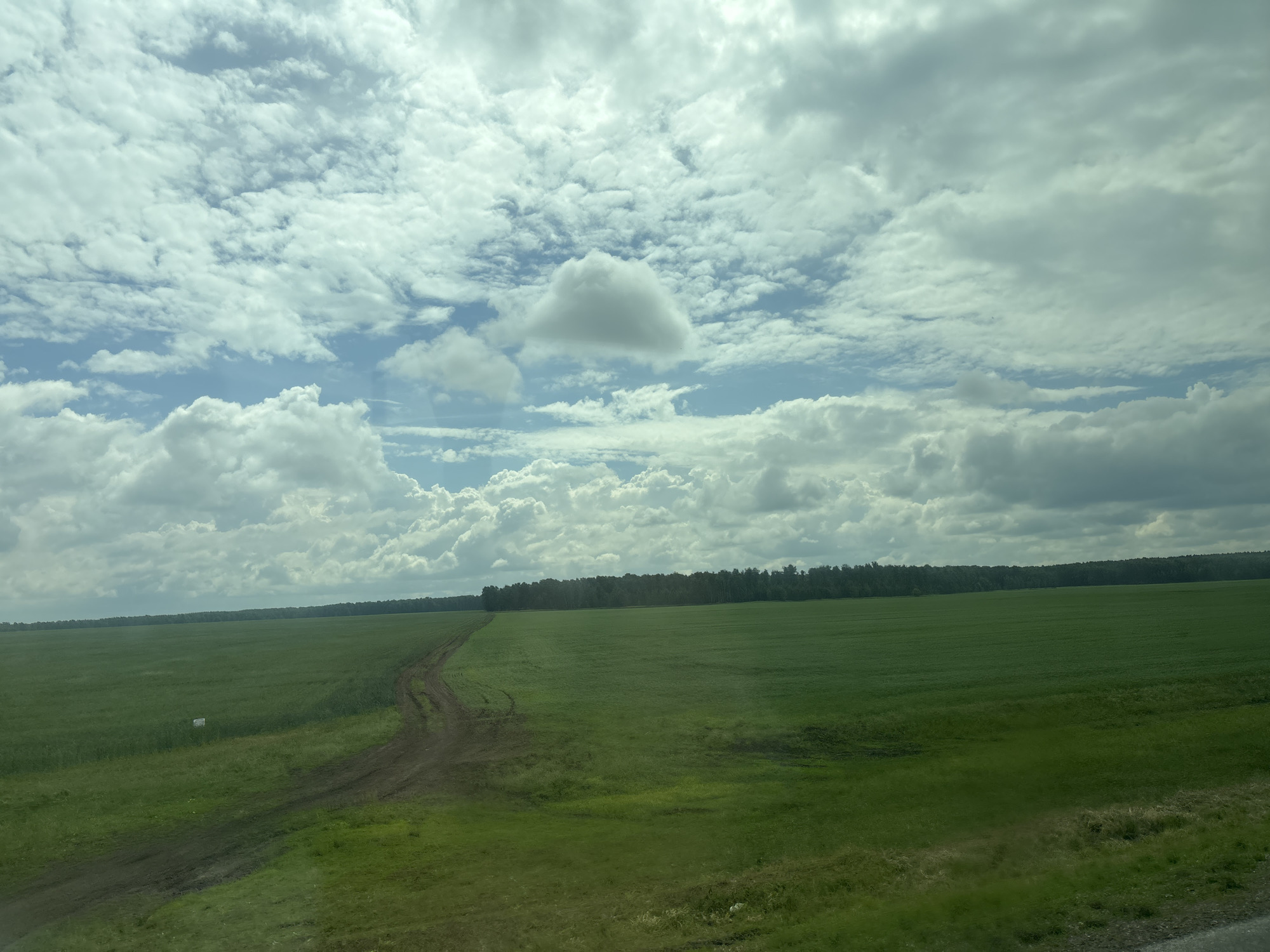 An expansive, flat, green agricultural field stretches across the frame under a cloudy sky. A dirt road, with visible tire tracks, winds from the lower left corner towards the middle of the frame before curving out of sight. In the distance, a dense line of dark green trees forms the horizon. The sky is filled with a mix of white cumulus clouds and darker, more diffuse clouds, with patches of blue sky visible between them. A small, white signpost is situated in the left portion of the field. The image appears to have been taken from a moving vehicle, as evidenced by slight motion blur and the angle of the shot. The location is the agricultural landscape surrounding the village of Layashty, Russia.