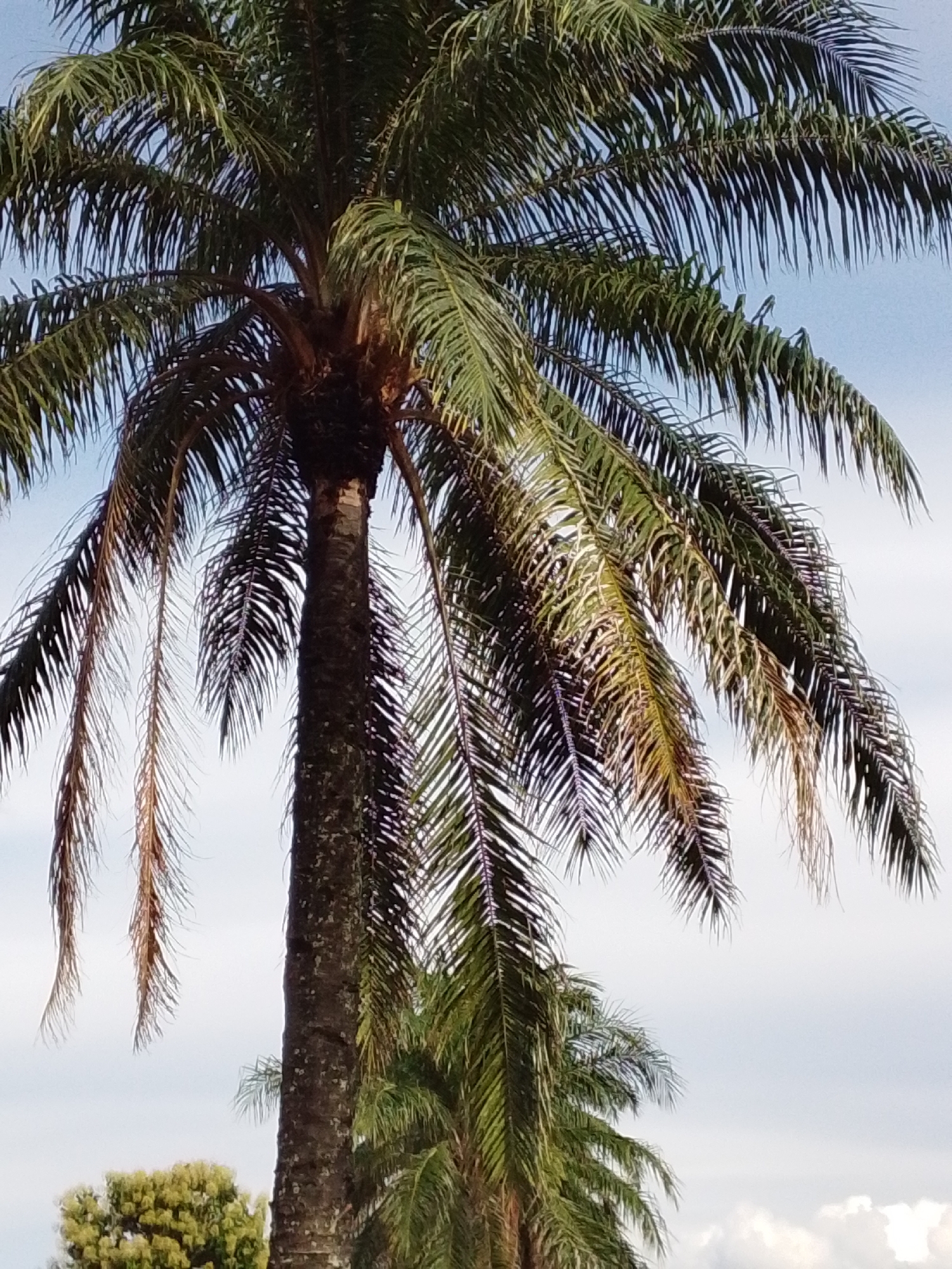 A tall, rough-barked palm tree dominates the frame, its fronds a vibrant green against a pale blue sky with wispy white clouds. The fronds, some long and trailing, are detailed with thin, sharp leaves. In the background, other palm trees and a cluster of leafy green trees are visible, suggesting a tropical or subtropical environment. The lighting indicates it is daytime. The scene appears to be an outdoor setting, possibly a park or a residential area in Serti, Nigeria. There are no people or animals present in the image.