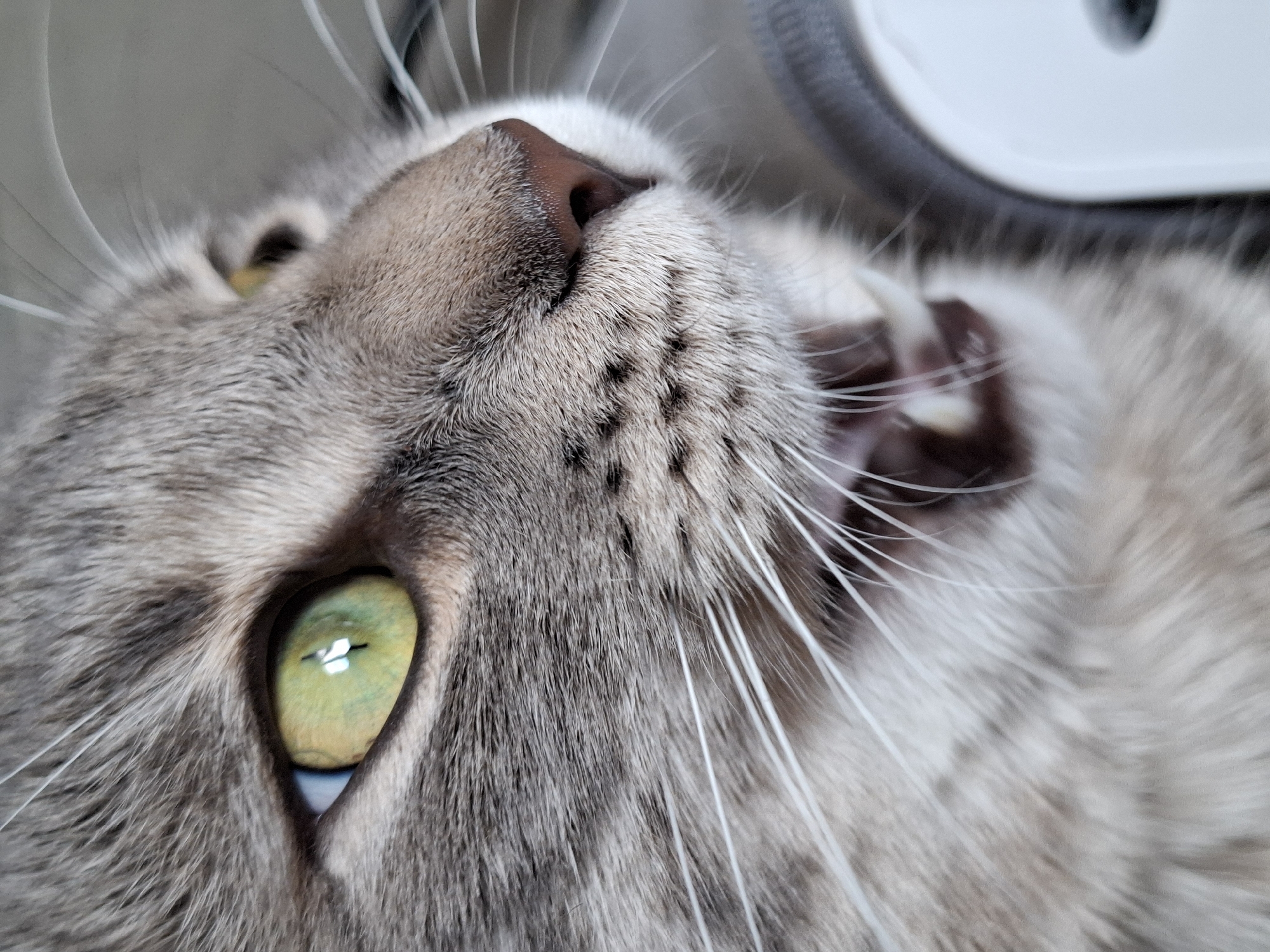 Close-up, high-angle shot of a light gray tabby cat's face with one green eye visible. The cat's mouth is slightly open, revealing its teeth and tongue. The cat has white whiskers. The background is blurred, suggesting a close proximity to another object. There is no information present to determine the location of the image within Novi Sad, Serbia.