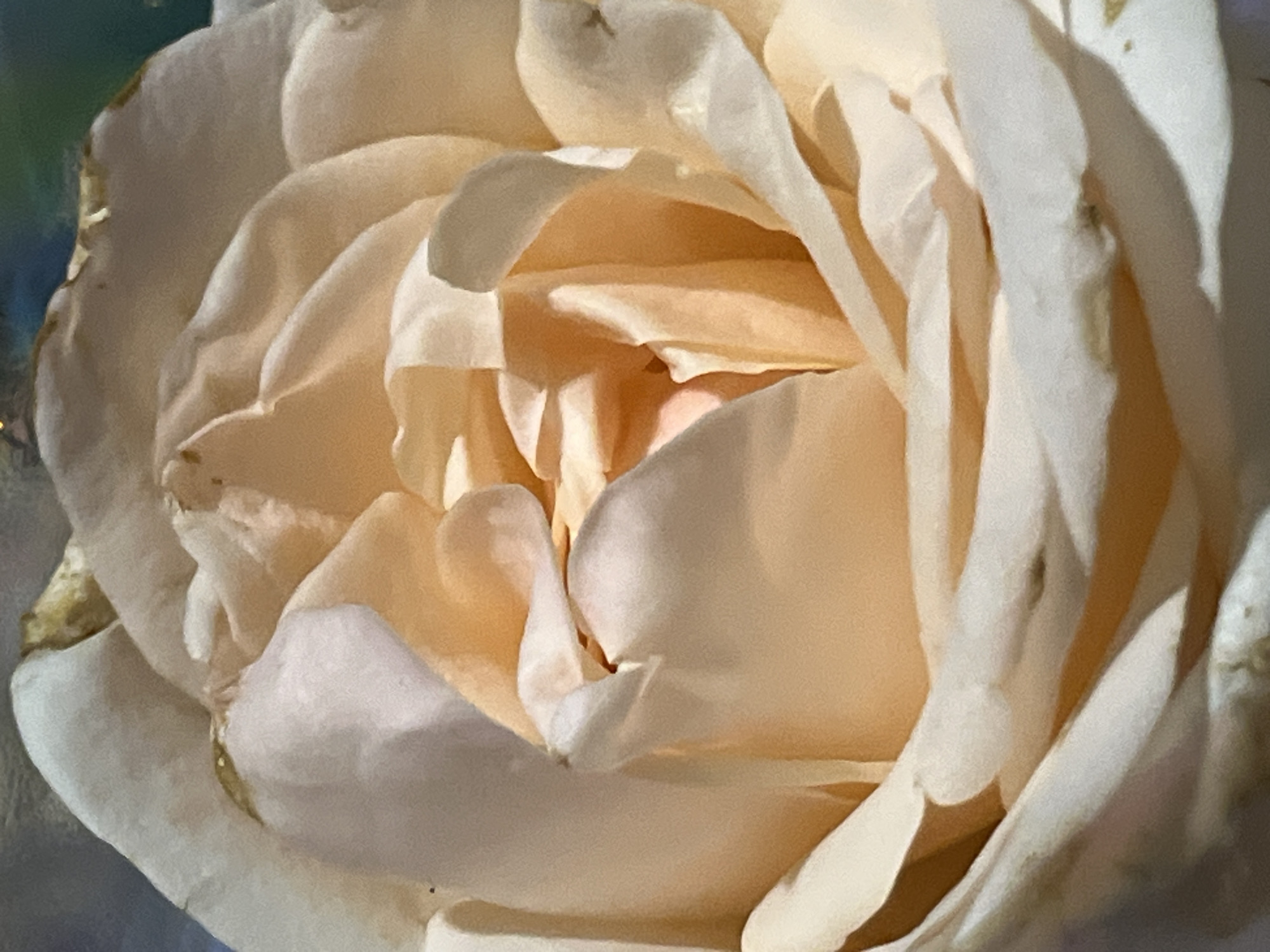 The image is a close-up, macro photograph of a light-colored rose, likely a garden rose, with soft, delicate petals. The lighting highlights the curves and folds of the petals, creating a play of light and shadow. The colors are predominantly soft peaches, creams, and whites, with hints of yellow and subtle darker tones on the edges of some petals, possibly indicating age or imperfections. The background is blurred and appears to be a mix of darker blues and greens, suggesting an outdoor setting, perhaps a garden or park, but the specific location within the city of Dnipro, Ukraine, cannot be determined from the visual information provided in the image. There are no people, actions, or interactions depicted.