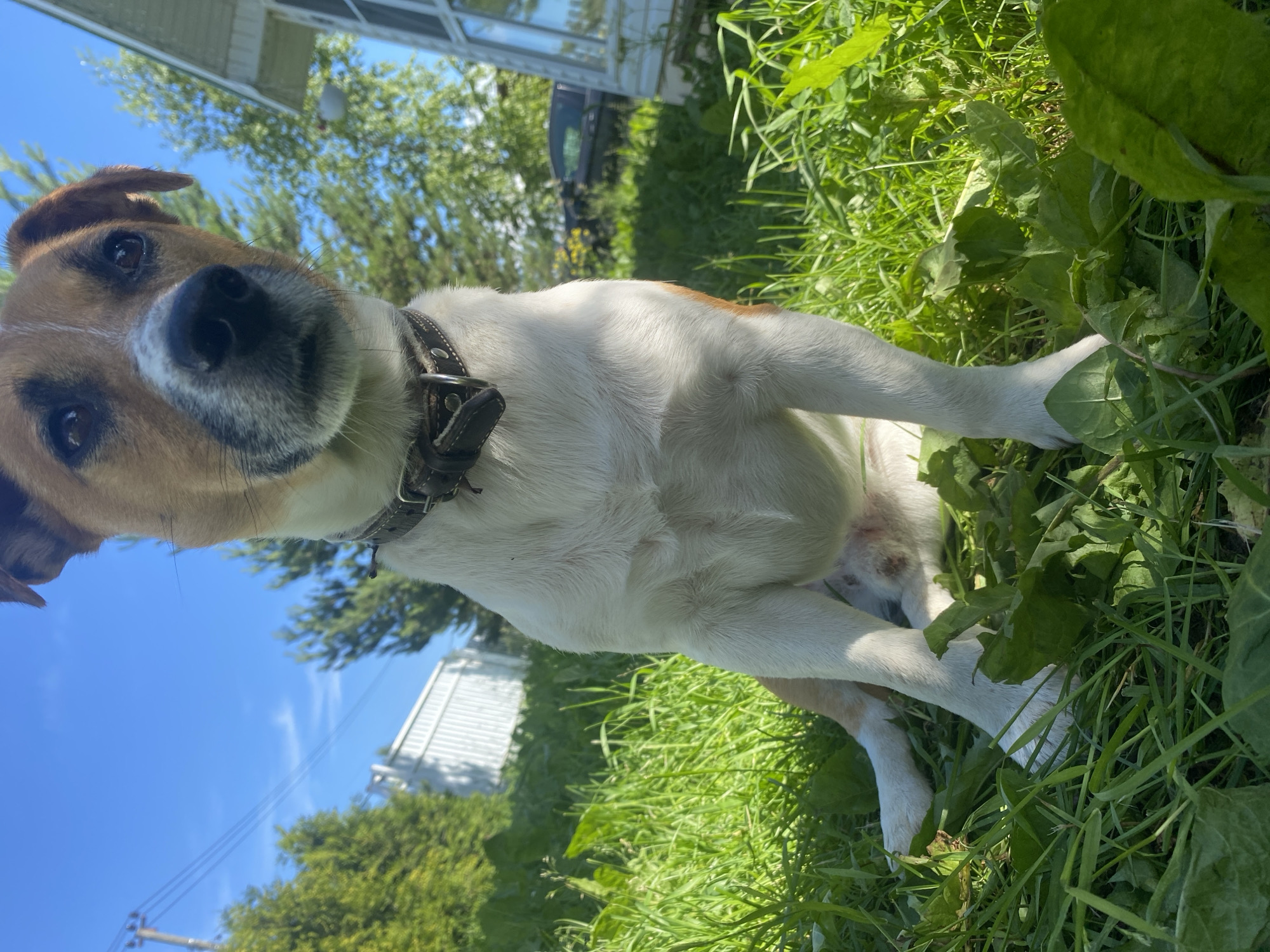 In Bol'shoe Zaborod'e, Russia, a medium shot captures a Jack Russell Terrier sitting in lush green grass under a bright blue sky. The dog, primarily white with tan markings on its head and hindquarters, wears a dark brown leather collar. Its gaze is directed slightly upwards and to the right, with its head tilted. In the background, a white building with a glass-enclosed porch is visible, along with green trees and utility poles. The foreground is dominated by the dog and the vibrant green grass, with some broad-leafed plants interspersed. The lighting suggests a sunny day.