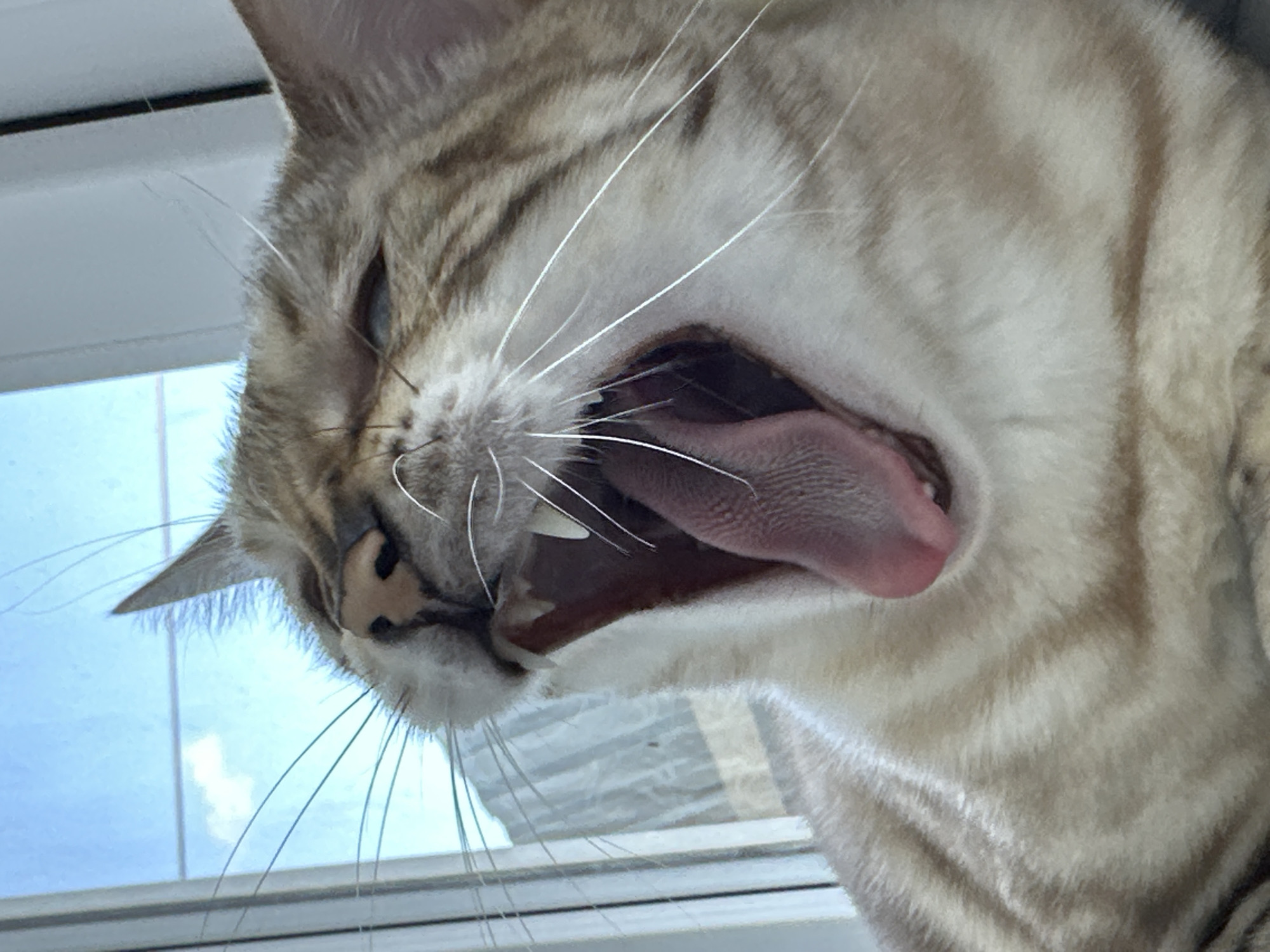 The image is a close-up, low-angle shot of a light brown and white striped cat mid-yawn. The cat's mouth is wide open, revealing a pink tongue and sharp white teeth. Its eyes are partially closed. The background consists of a bright blue sky with a few white clouds, seen through a window with white vertical blinds. There are no people present in the image. The scene appears to be indoors, likely in a residential setting. There is no identifiable information within the image that places it specifically in Energetik, Russia.