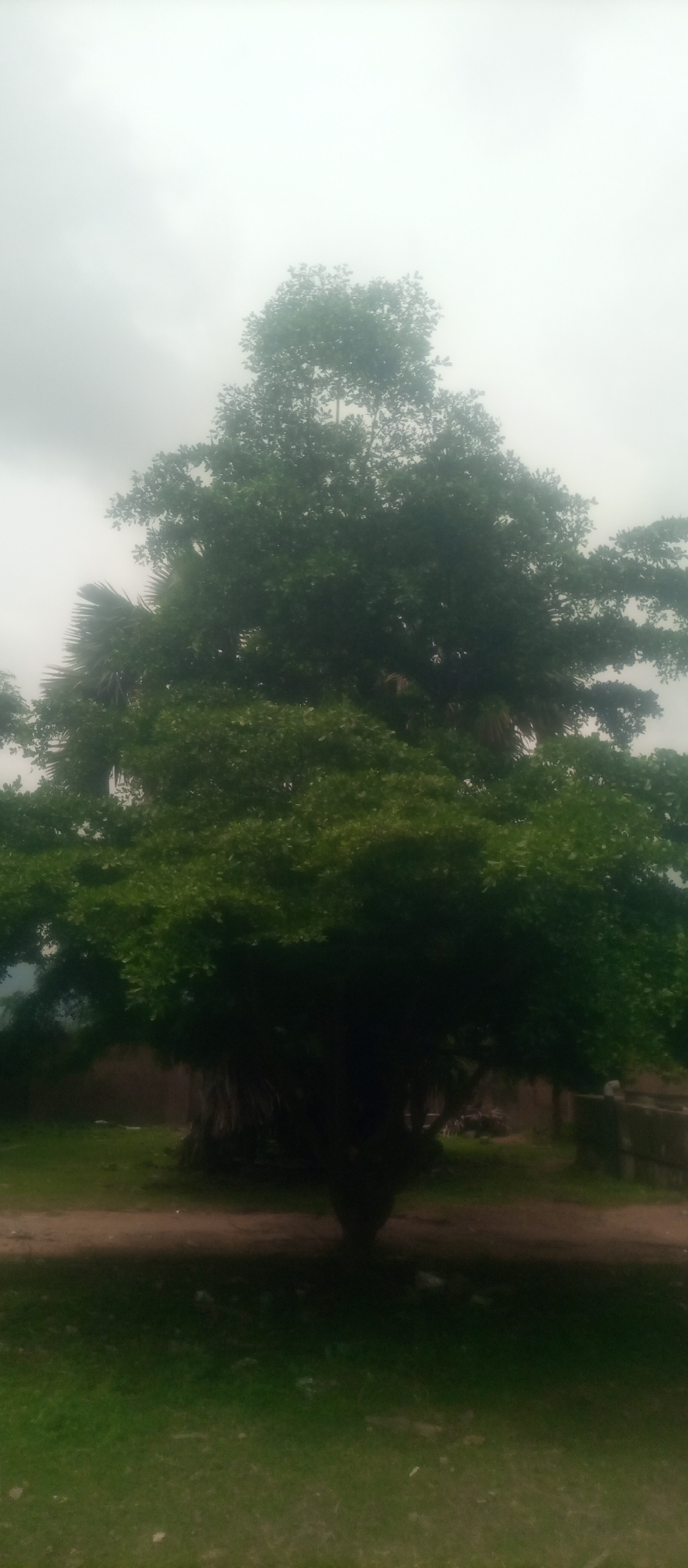 A large, leafy tree dominates the center of the image. The tree has a dark, thick trunk and a broad canopy of green leaves. In the background, out of focus, is a dirt path and some low structures, suggesting a rural or semi-urban setting within the city of Kuson, Nigeria. The sky is overcast and light, creating a diffused lighting condition. The foreground is a patch of green grass. The image is vertically oriented.