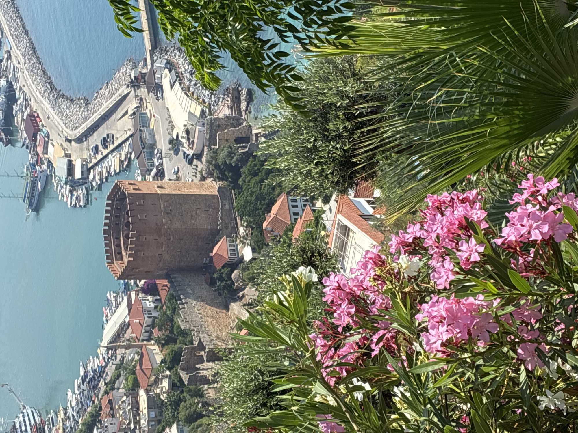 The image captures a high-angle view of the Alanya Castle and harbor in Alanya, Turkey. In the foreground, vibrant pink oleander flowers and lush green foliage dominate the scene, with a palm frond visible on the right. Beyond the flowers, the ancient stone walls of Alanya Castle are prominent, featuring crenellated battlements and rough-hewn stone construction. A large, circular red-brick tower, a key part of the castle complex, stands to the left, overlooking the harbor.
The harbor is filled with numerous boats of various sizes, from small fishing vessels to larger pleasure craft and a few sailboats. A long, curved stone breakwater extends into the turquoise water, protecting the harbor. Several buildings with red-tiled roofs are scattered throughout the hillside below the castle, suggesting a residential or historical area. Cars are visible parked along the waterfront and on the roads near the harbor. The bright sunlight indicates a clear, sunny day. In the background, the expansive blue sea stretches towards the horizon.