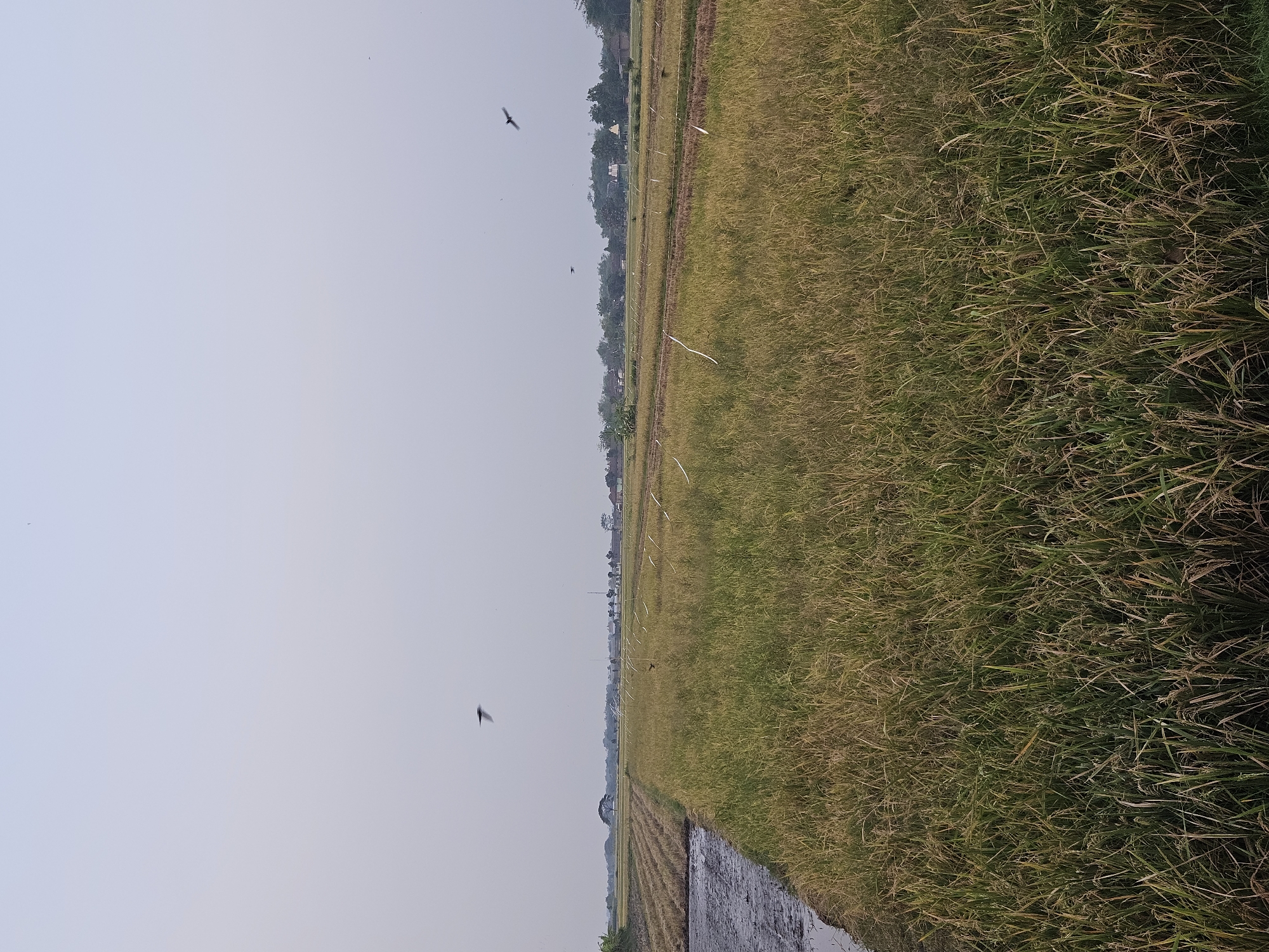 This is a wide-angle, eye-level photograph of a rice paddy field in the city of Semelo, Indonesia. The sky is a pale gray, with several birds in flight. The foreground is dominated by a dense field of golden-green rice stalks, some of which have already been harvested. To the left, a portion of the field appears to have been recently plowed, with dark, wet soil and standing water. In the middle ground, a thin white line runs horizontally across the field, likely representing irrigation or boundary markers. A few scattered trees and buildings are visible in the distance, partially obscured by a hazy horizon. The overall impression is one of rural agricultural activity.